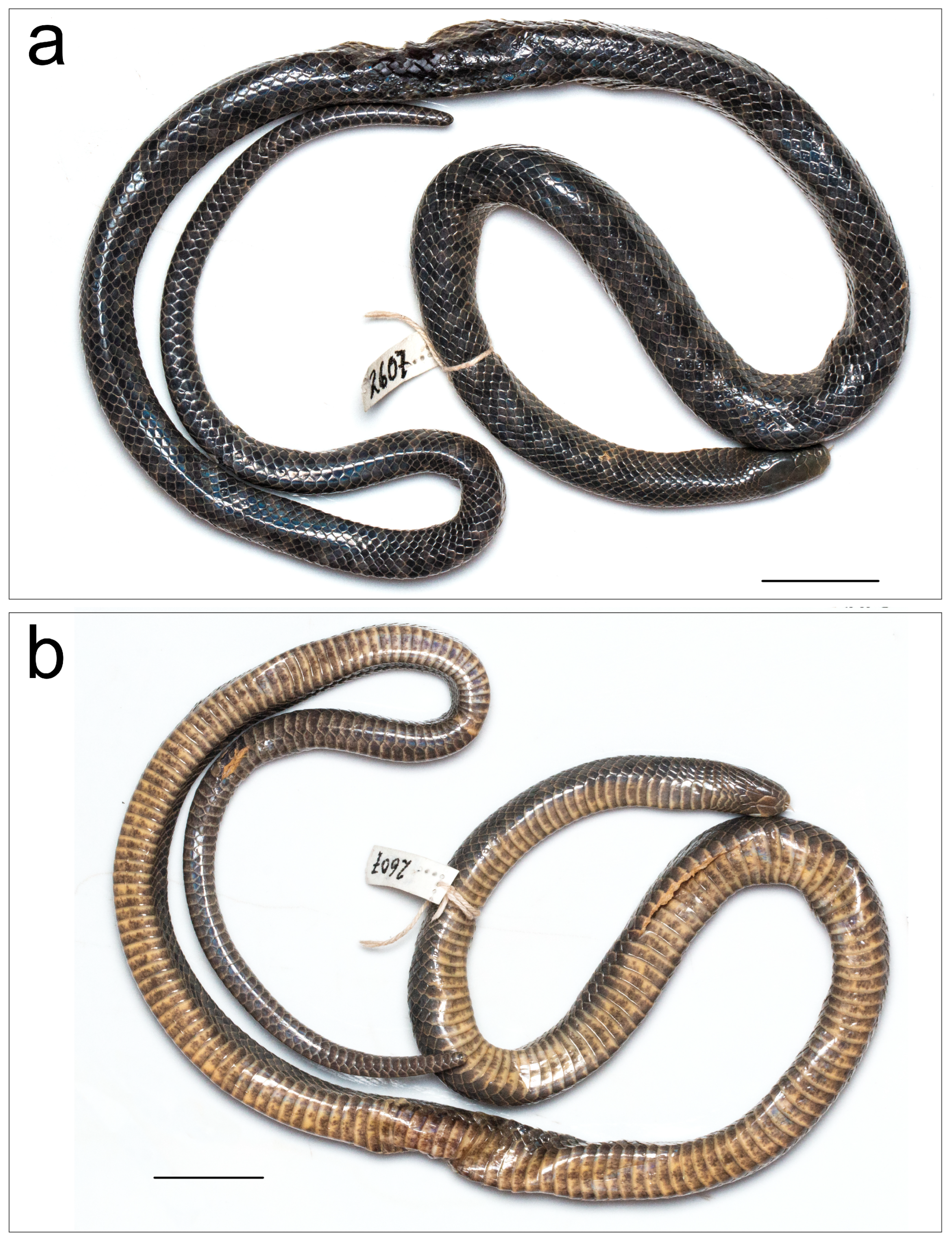 Diversity 16 00480 g002