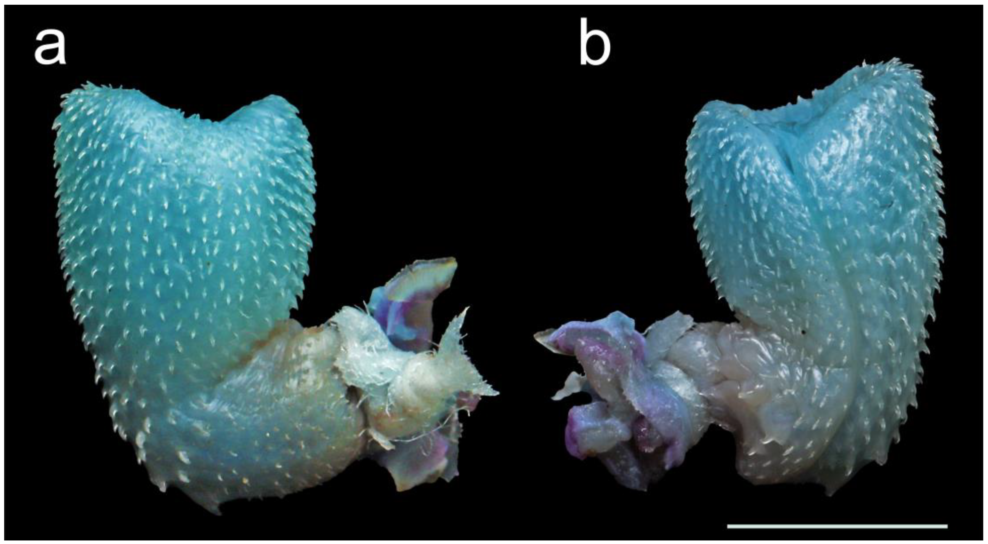 Diversity 16 00480 g005