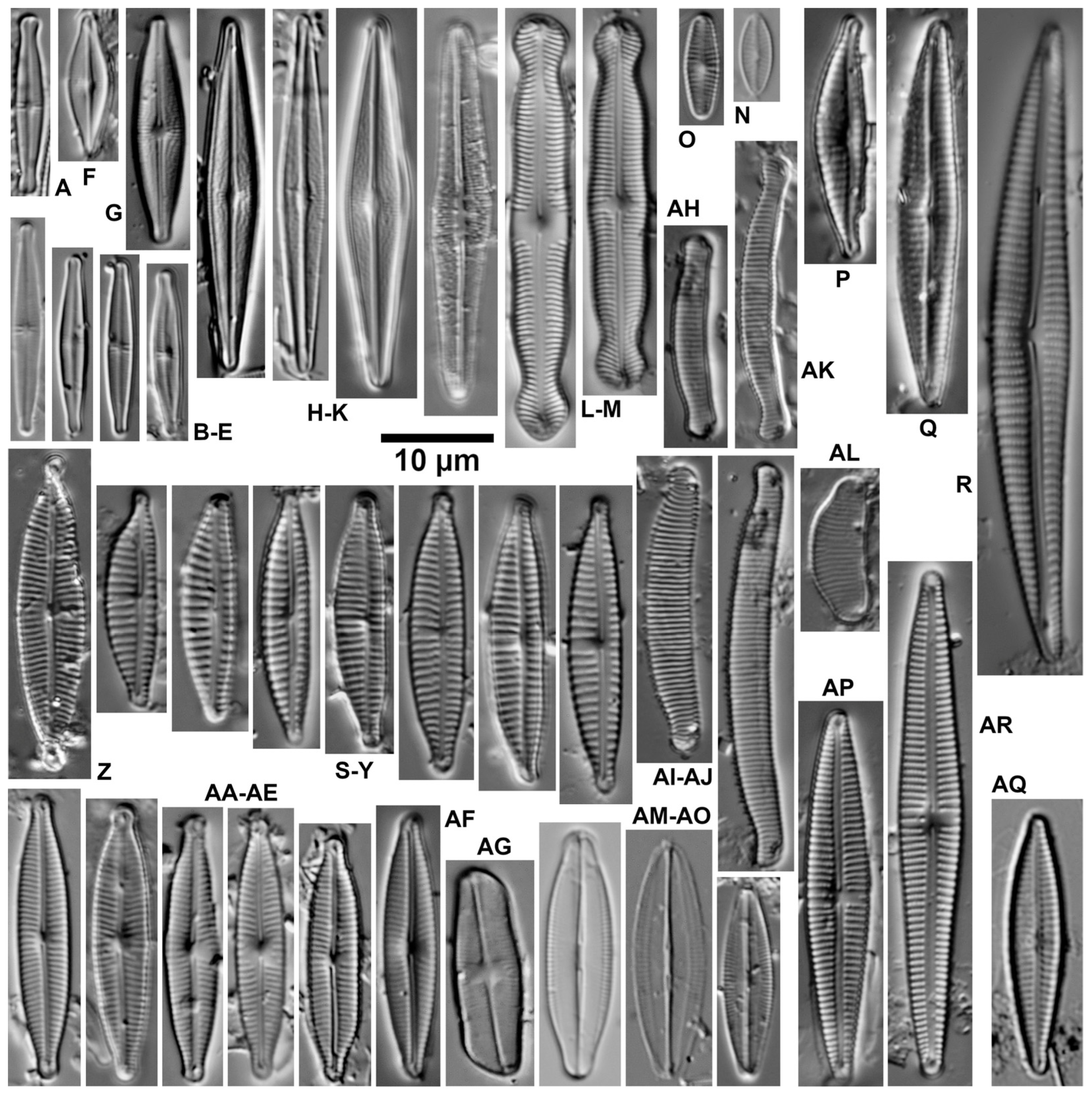 Diversity 16 00487 g005 Diversity 16 00487 g005