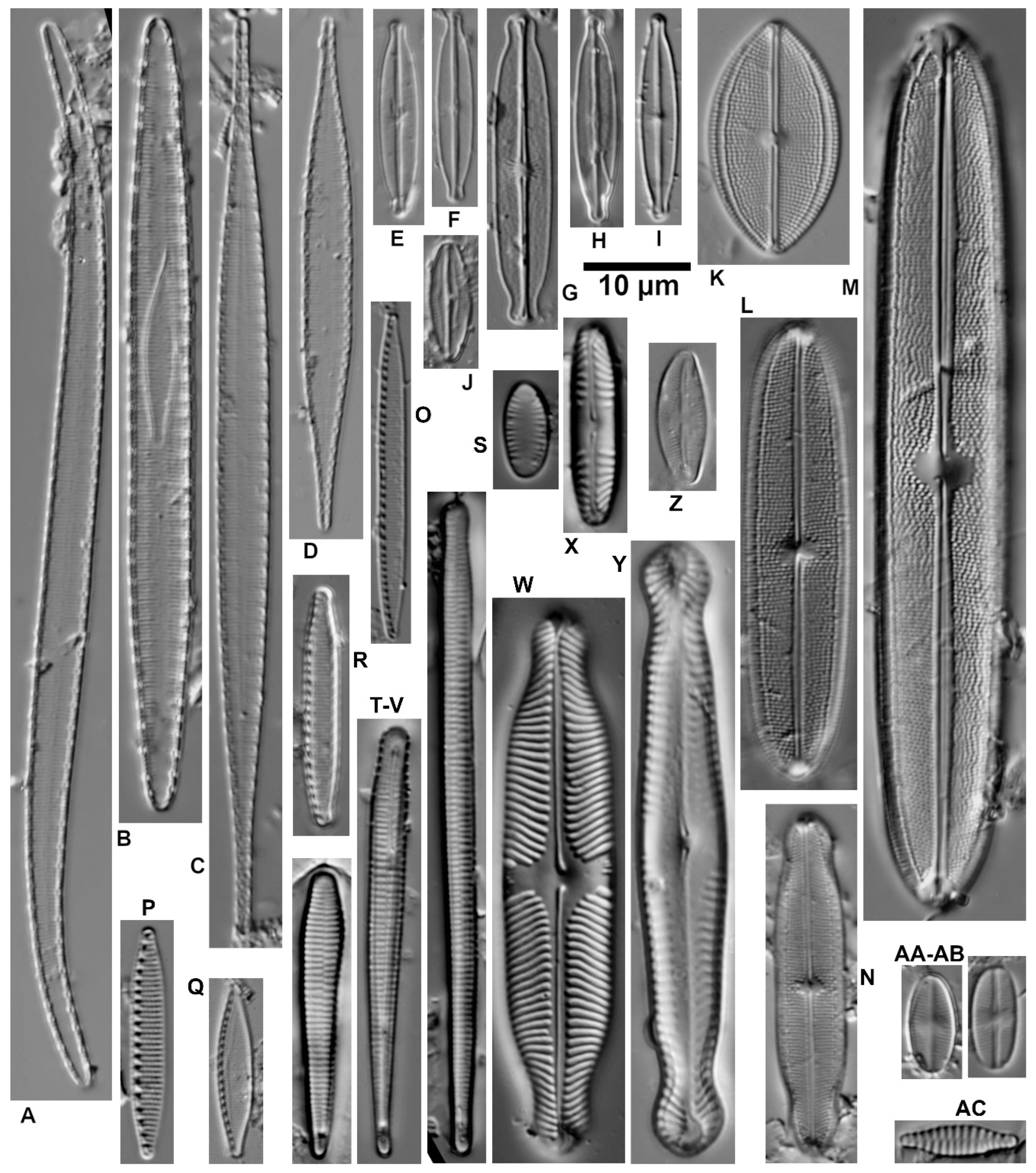 Diversity 16 00487 g006 Diversity 16 00487 g006