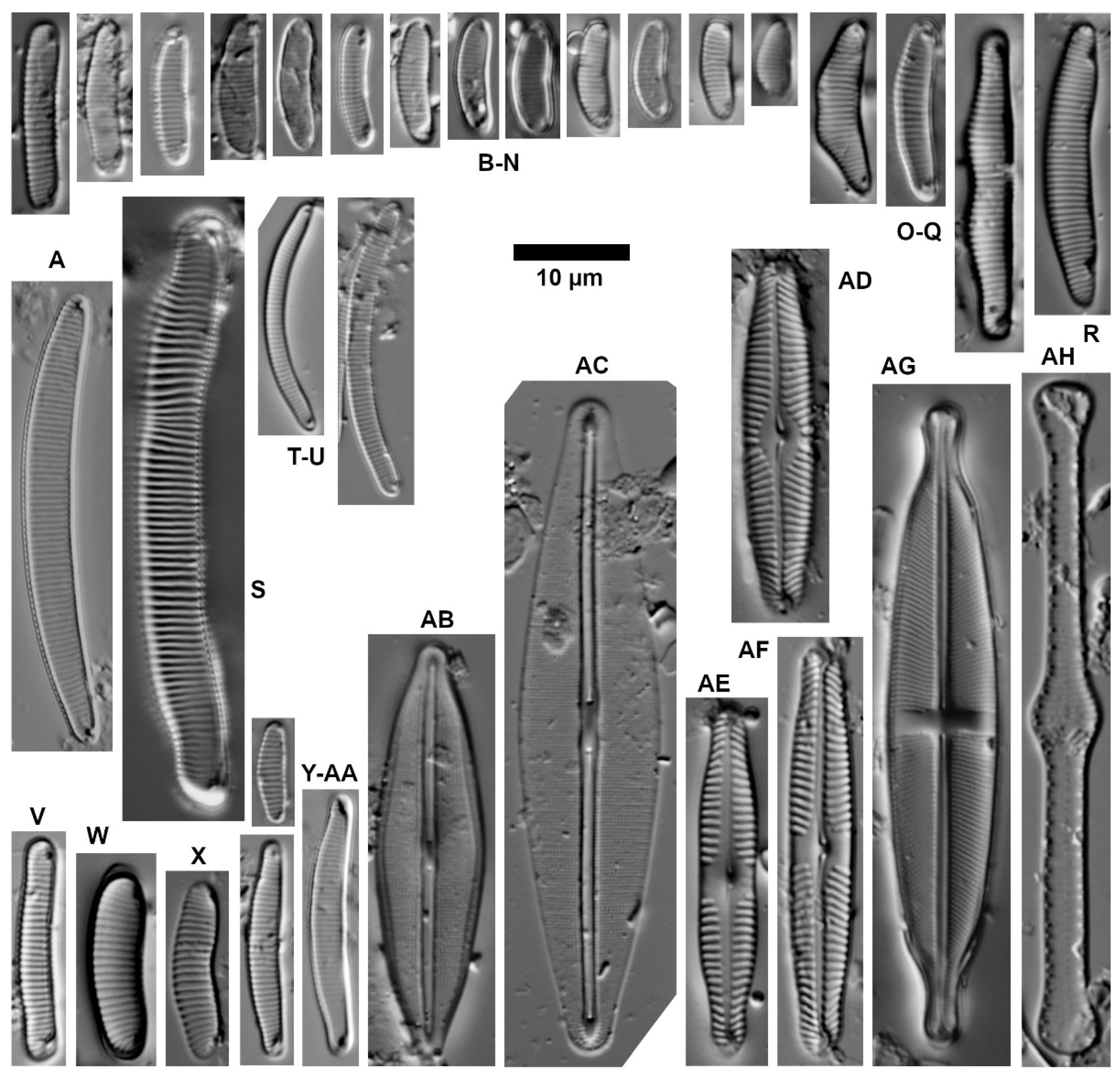 Diversity 16 00487 g007 Diversity 16 00487 g007