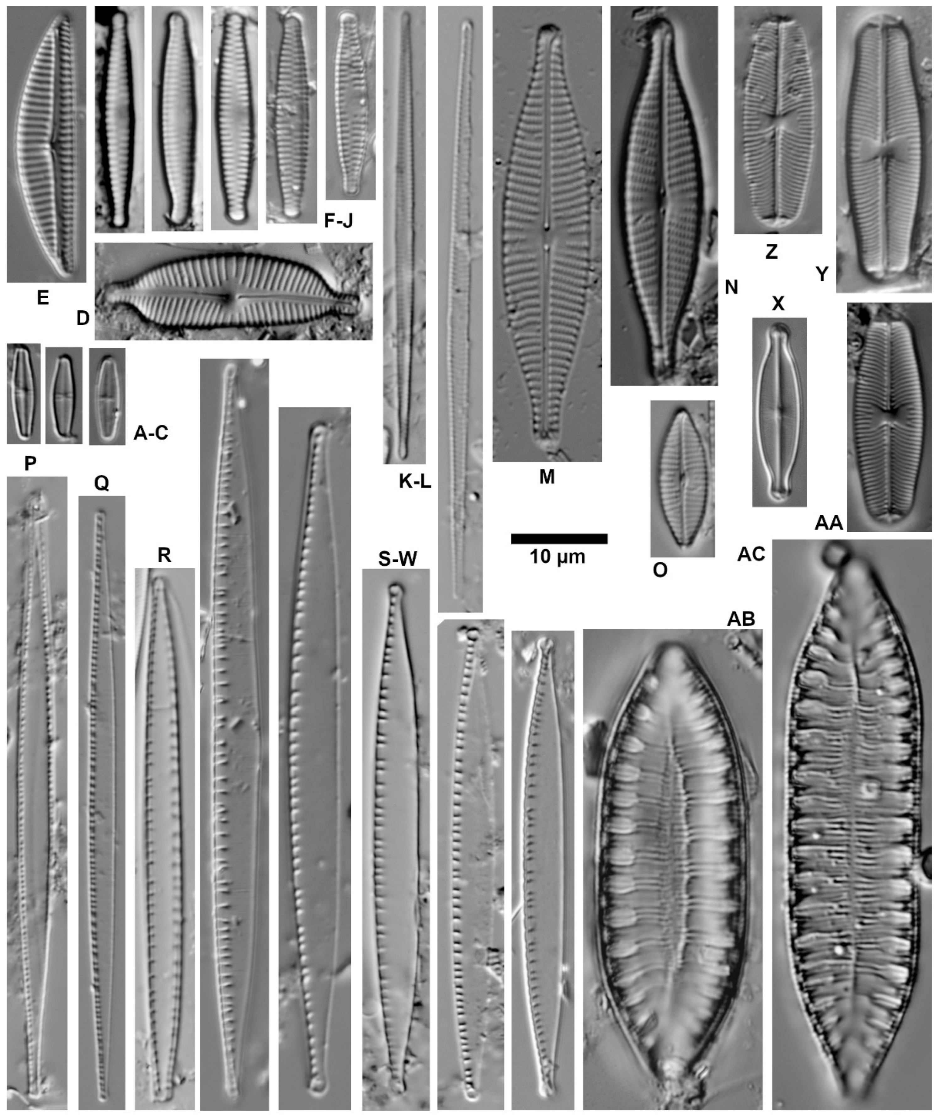 Diversity 16 00487 g009 Diversity 16 00487 g009