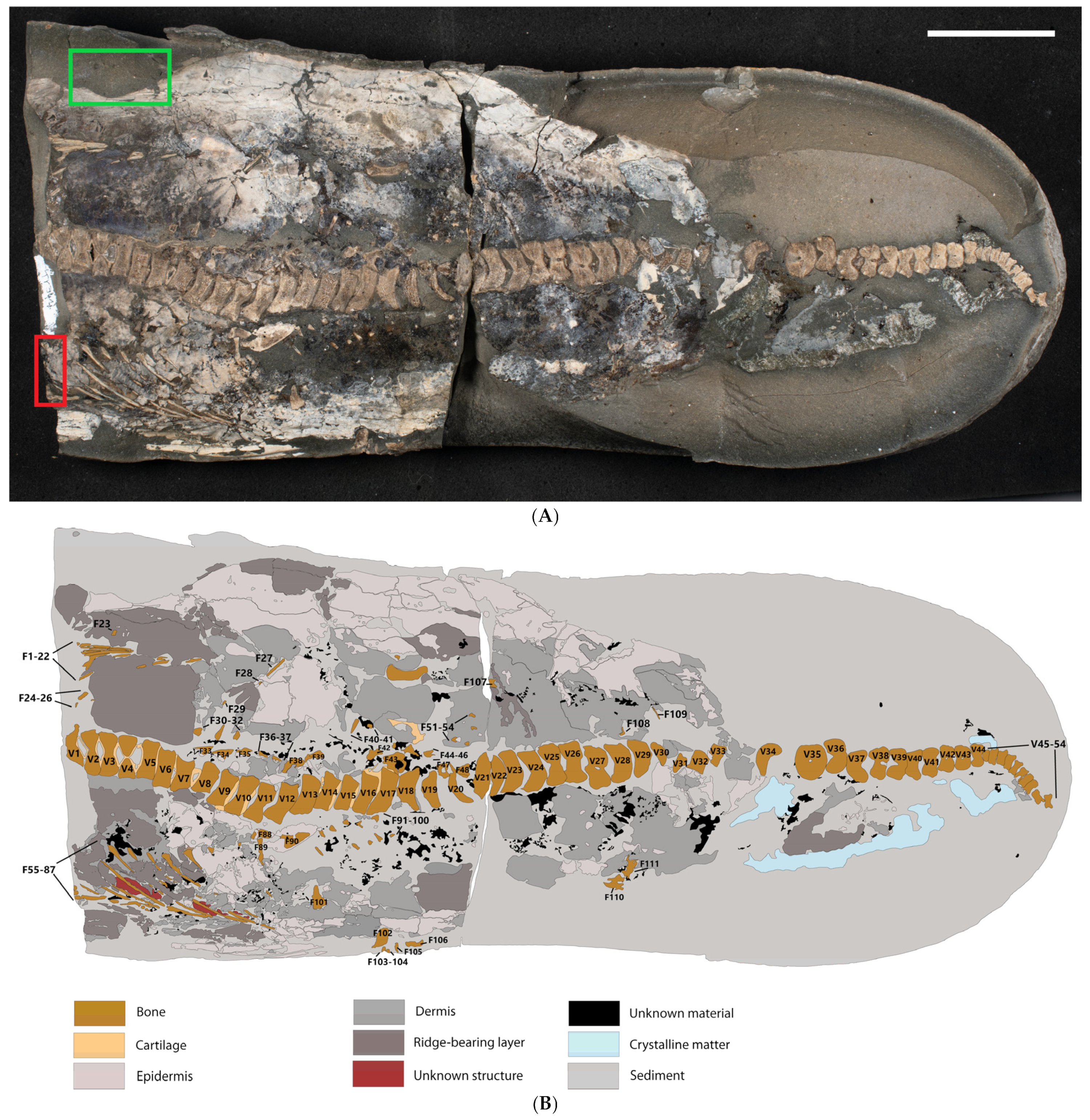 Diversity 16 00492 g002