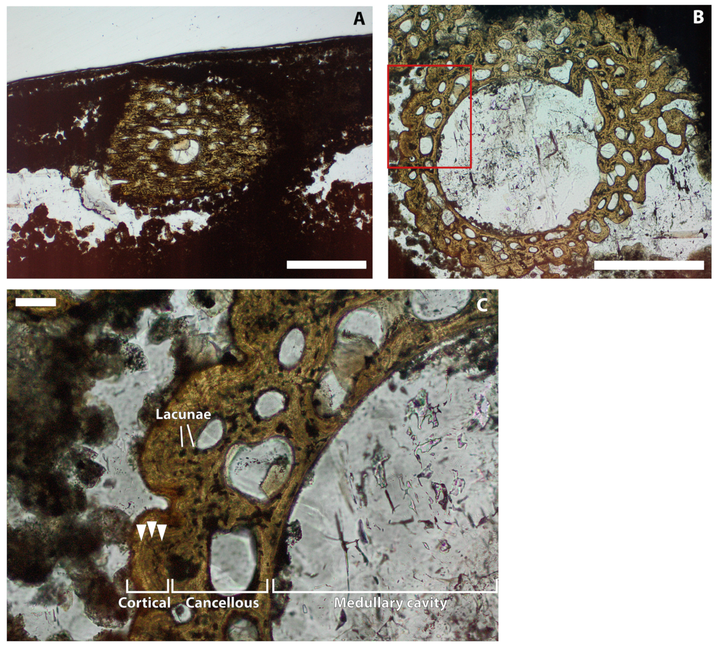 Diversity 16 00492 g003