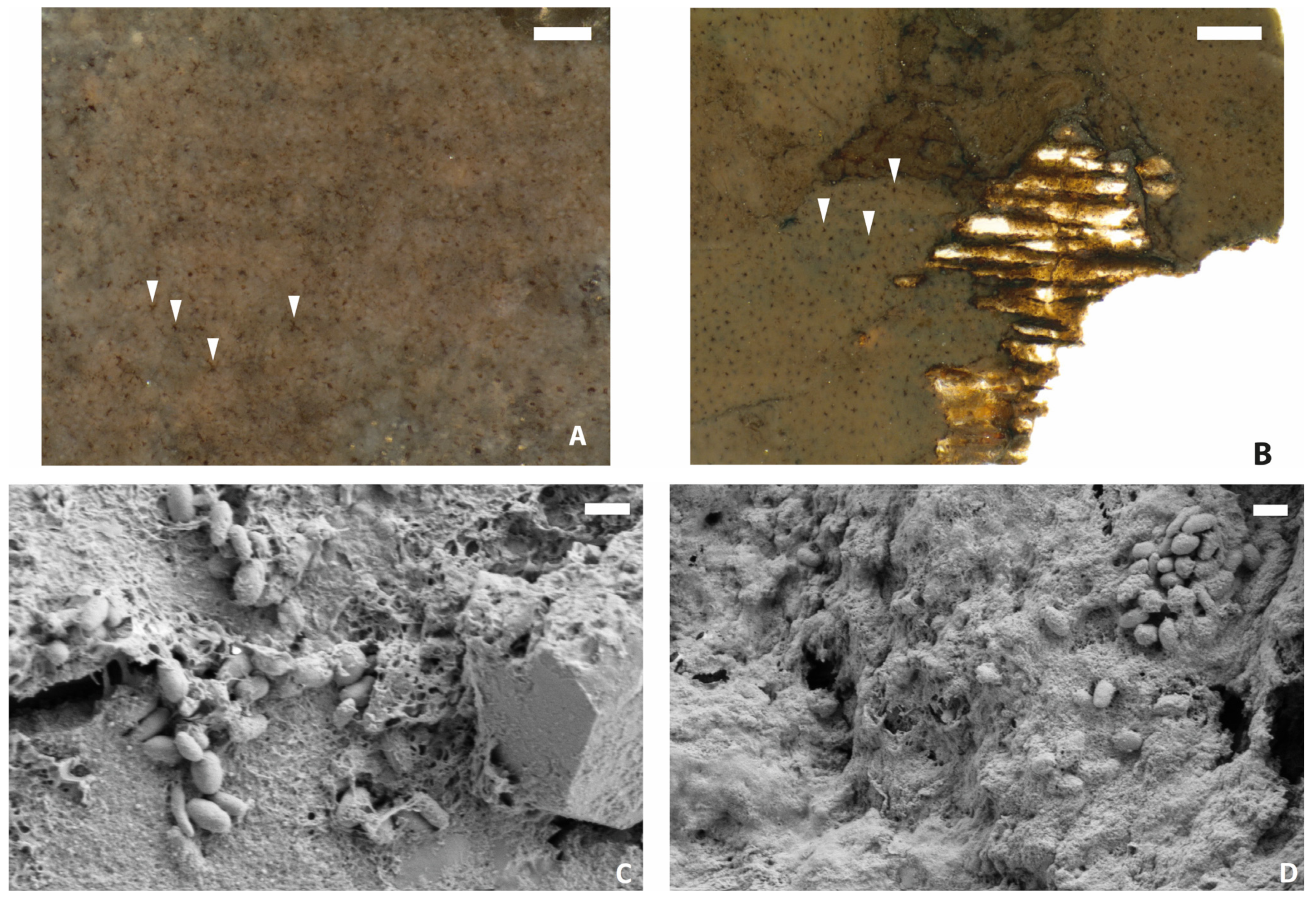 Diversity 16 00492 g006