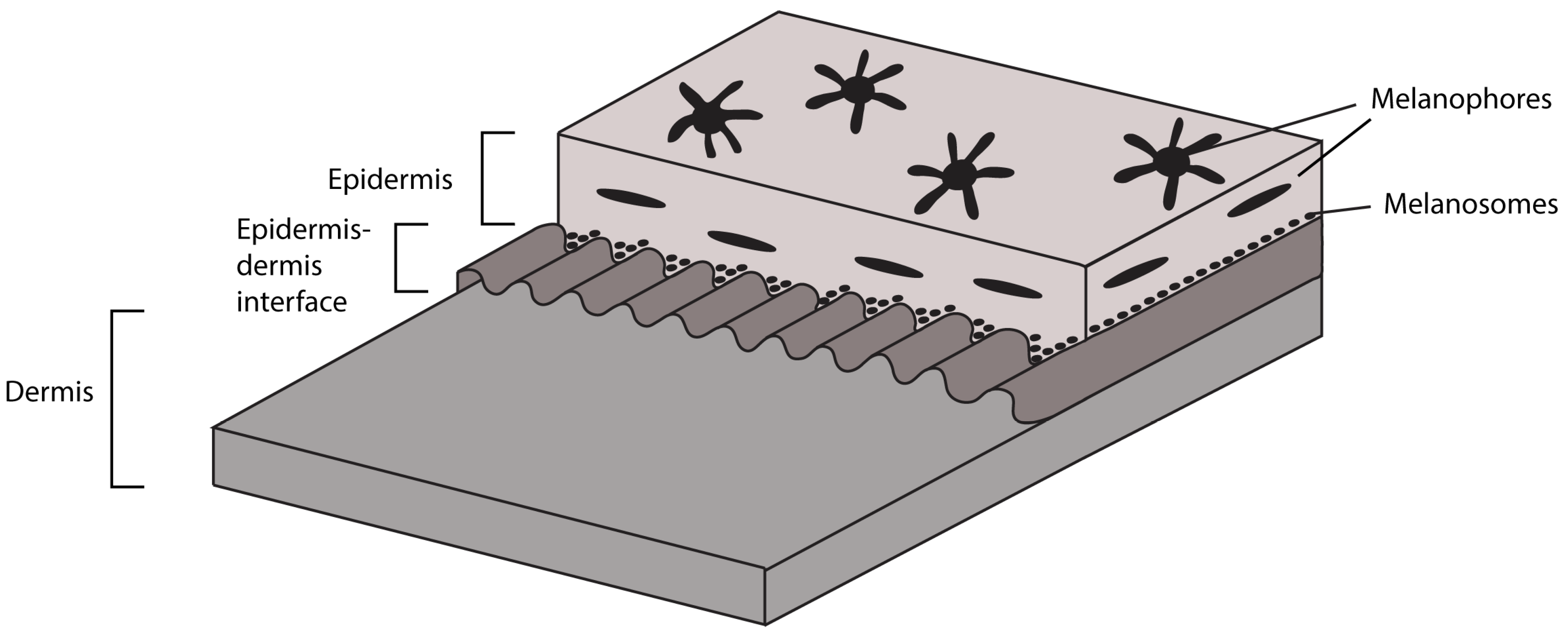 Diversity 16 00492 g007
