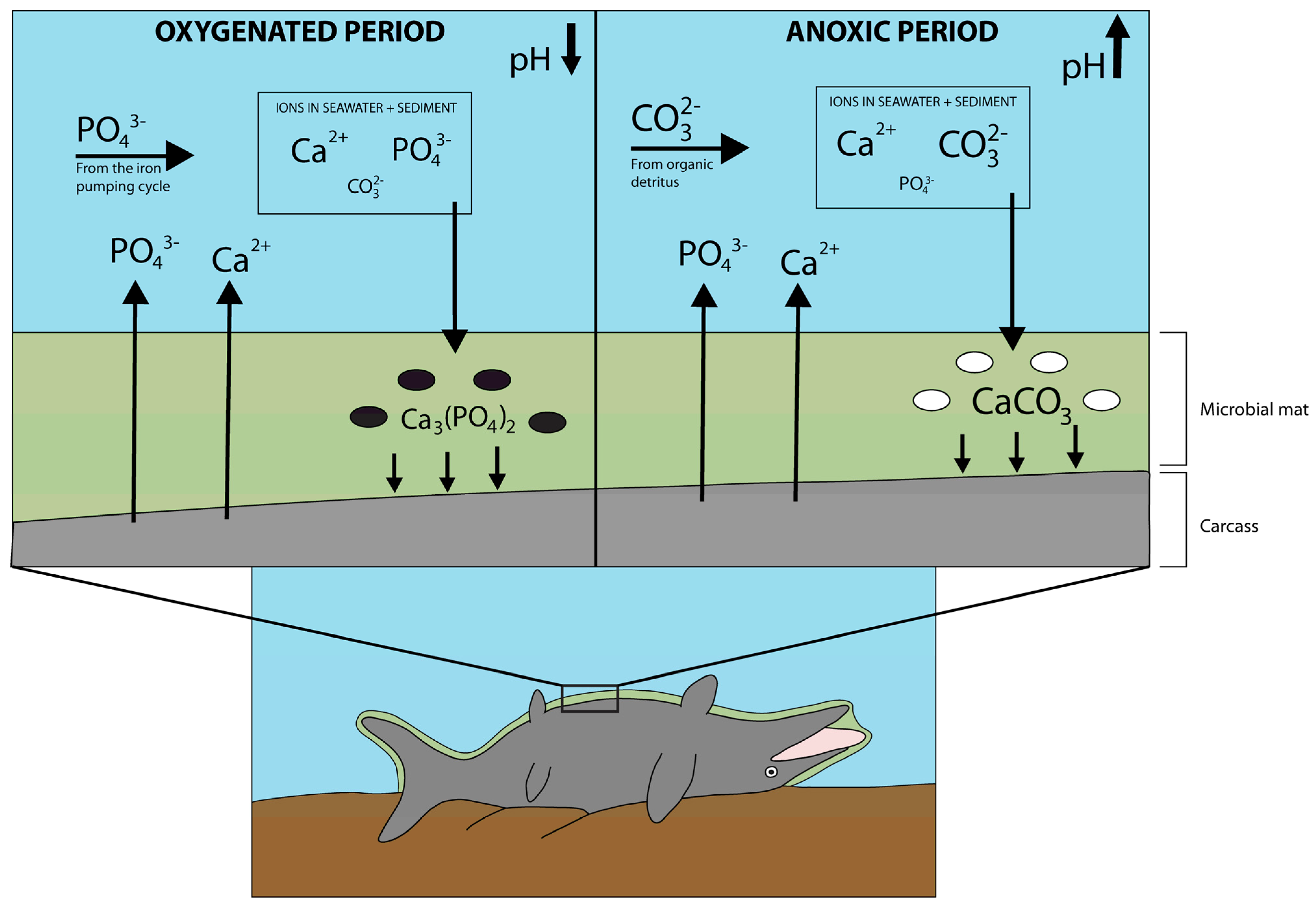 Diversity 16 00492 g008