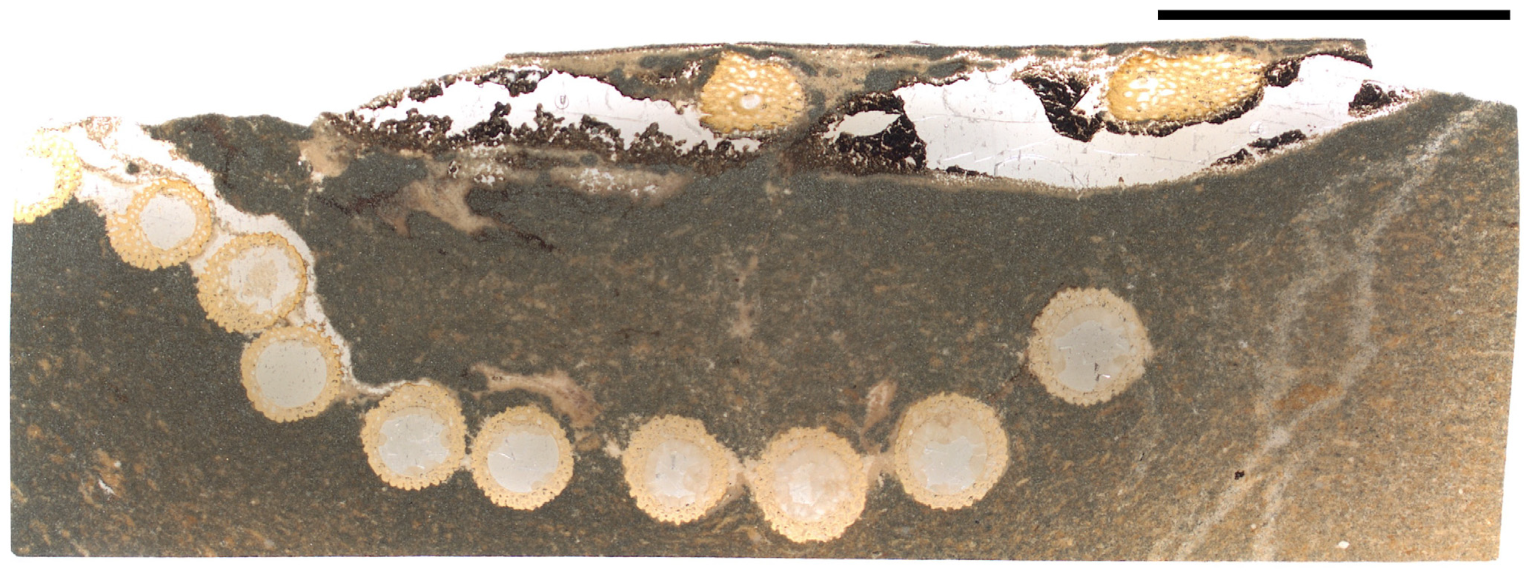 Diversity 16 00492 g0a3