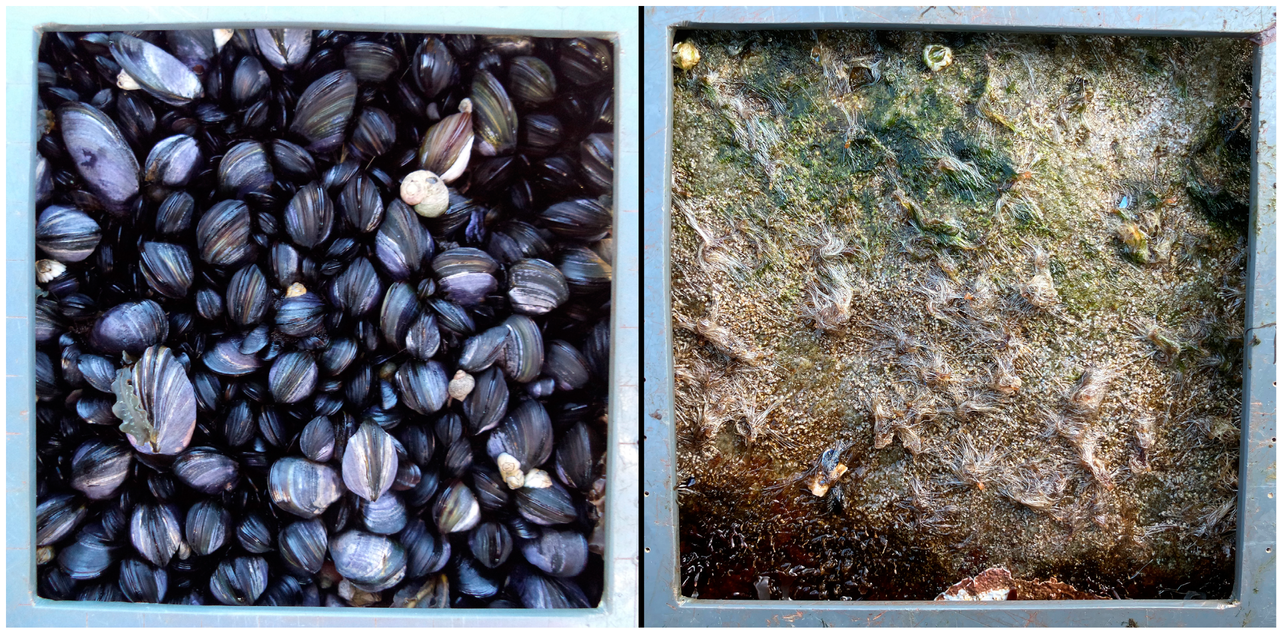 Diversity 16 00503 g002