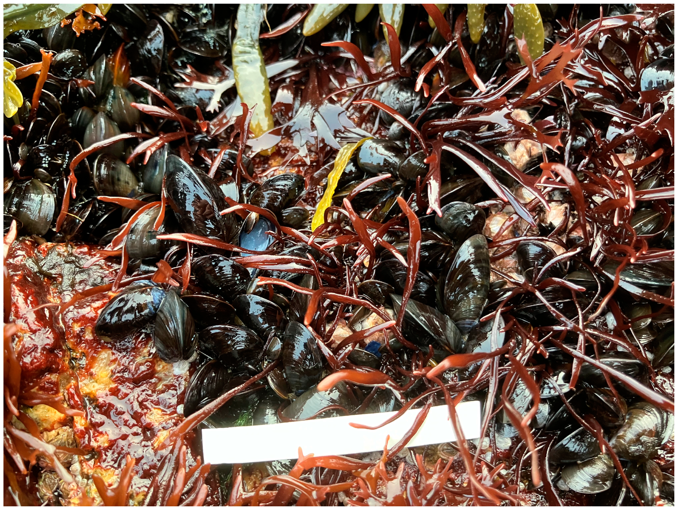 Diversity 16 00503 g003