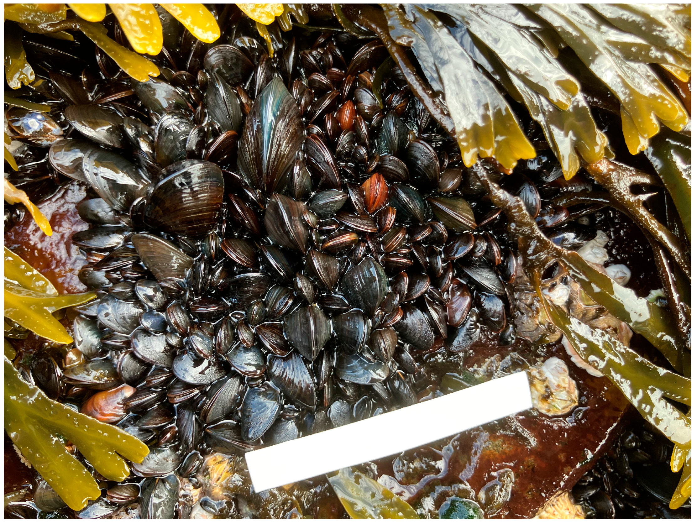 Diversity 16 00503 g004