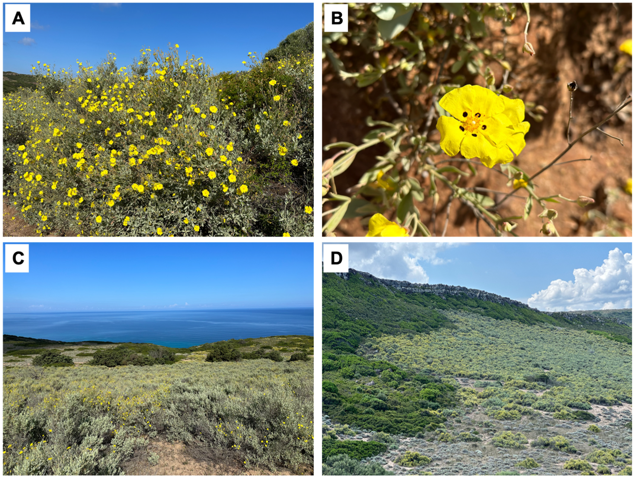 Diversity 16 00505 g001