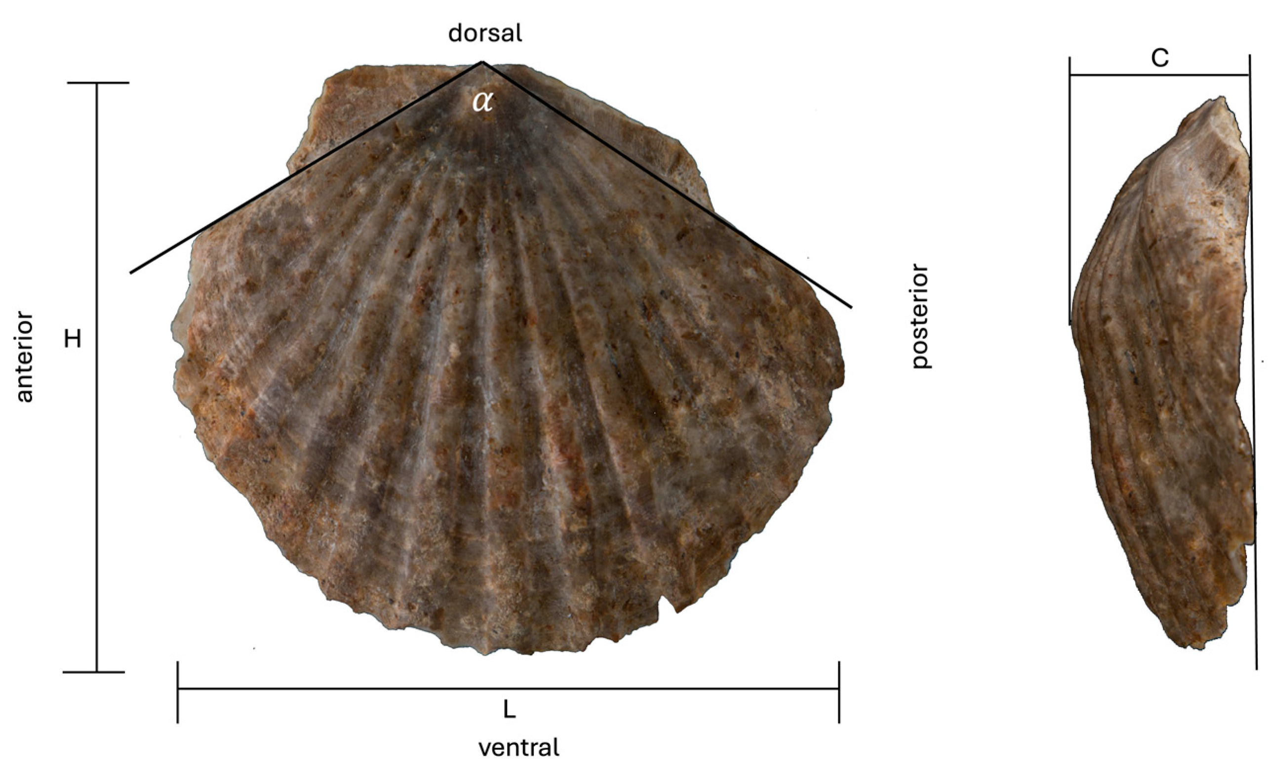 Diversity 16 00508 g004