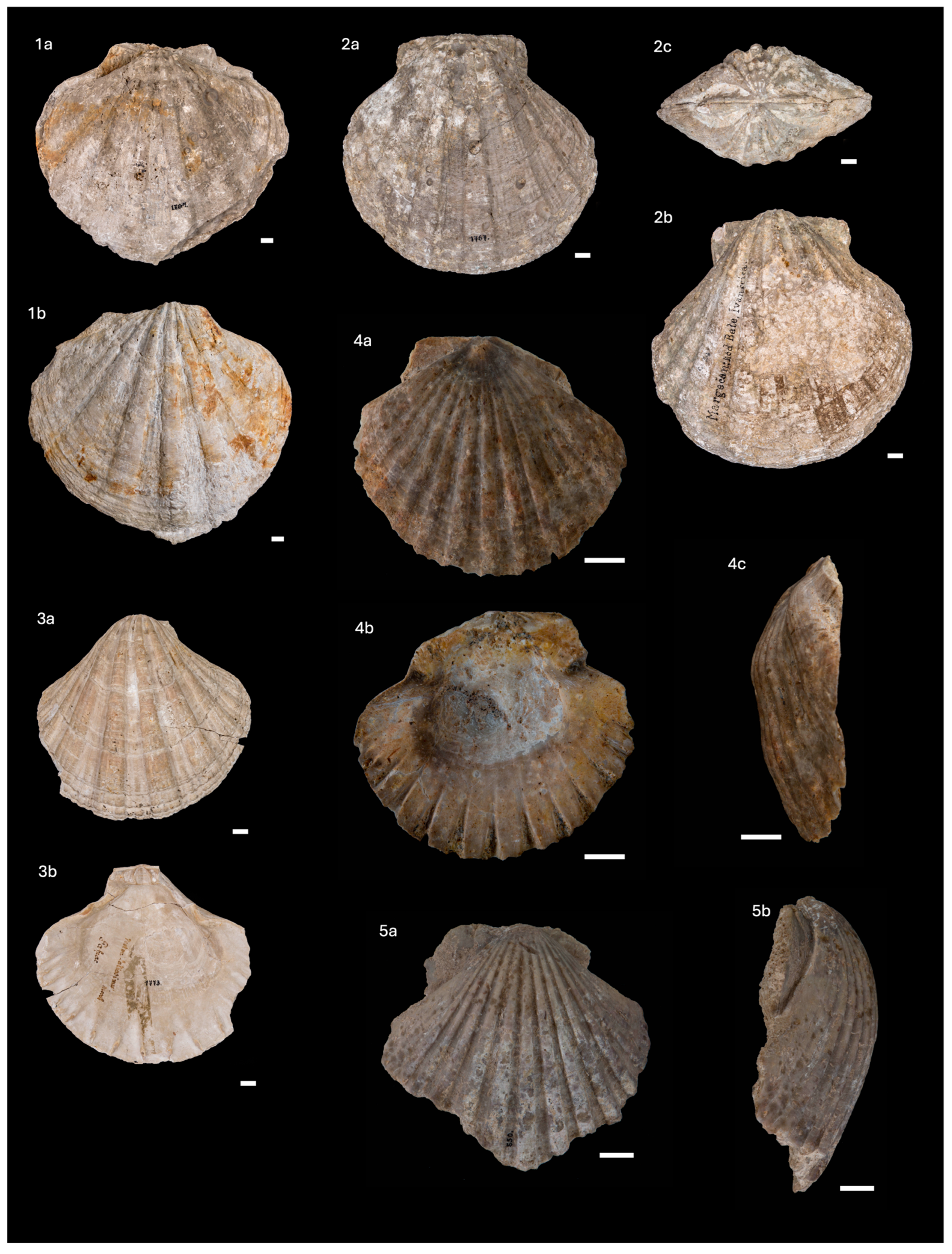 Diversity 16 00508 g005