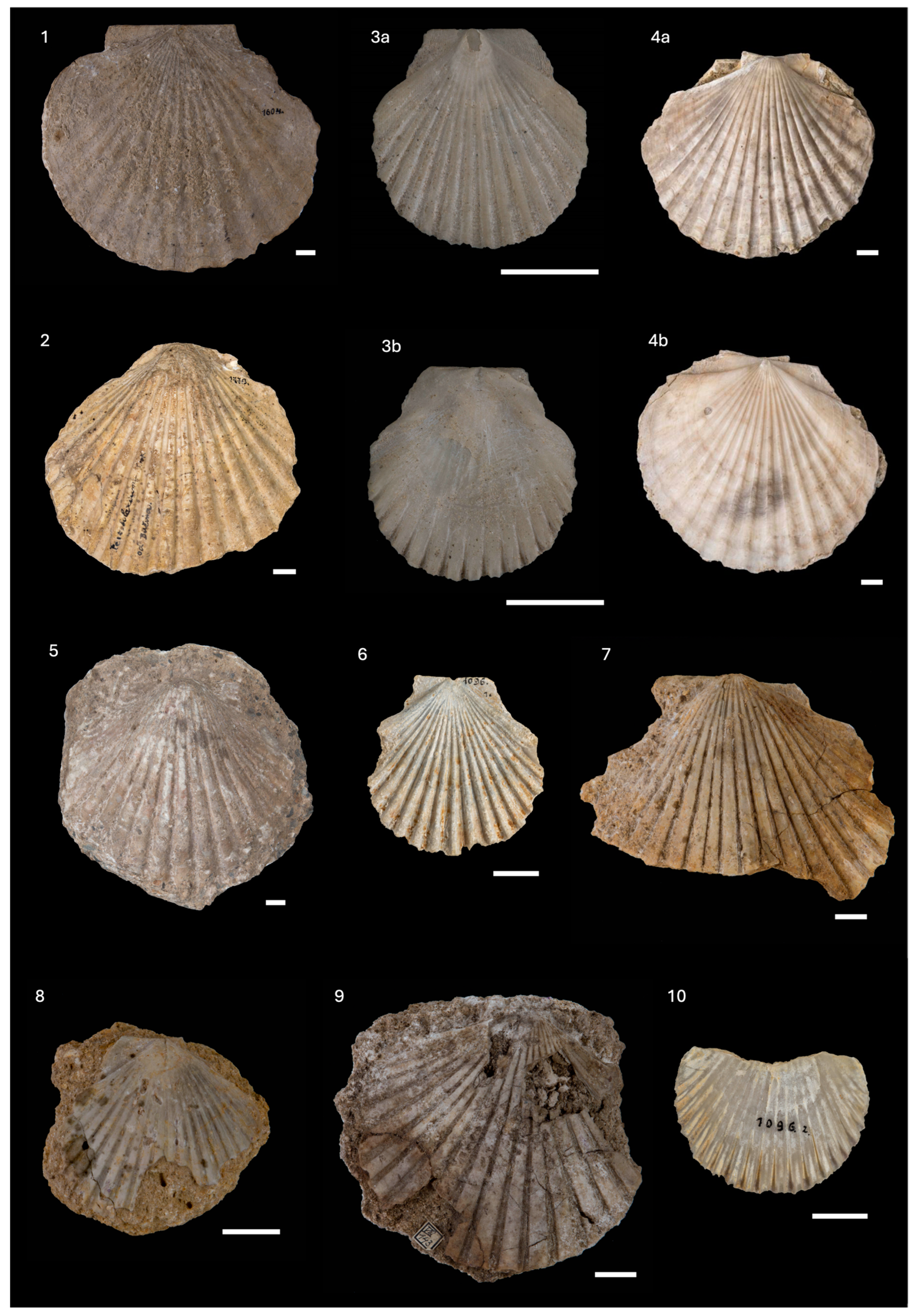 Diversity 16 00508 g006