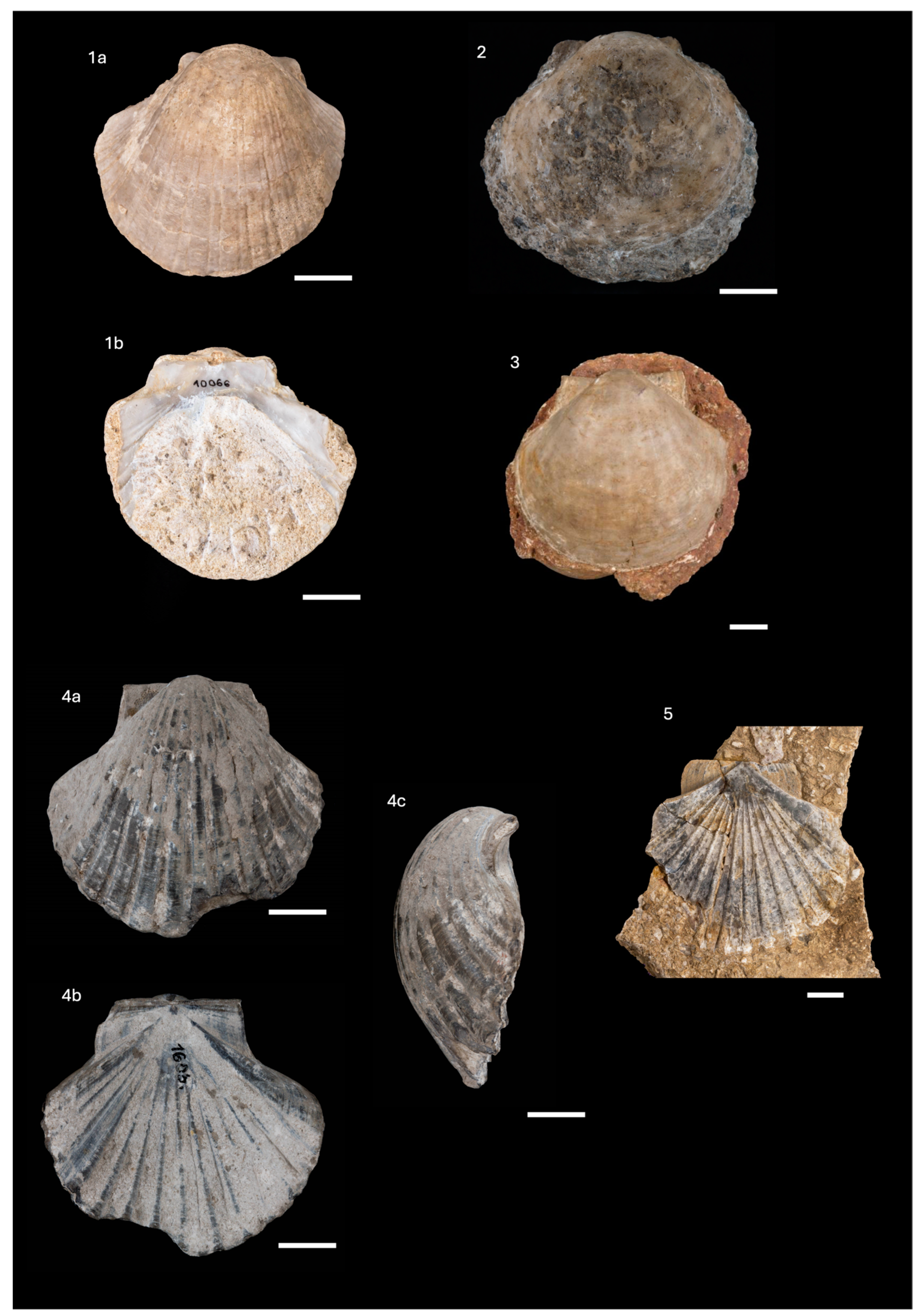 Diversity 16 00508 g007