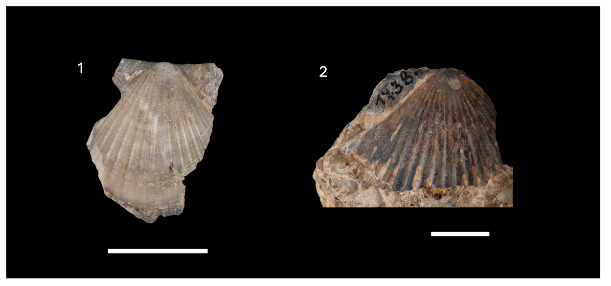 Diversity 16 00508 g010