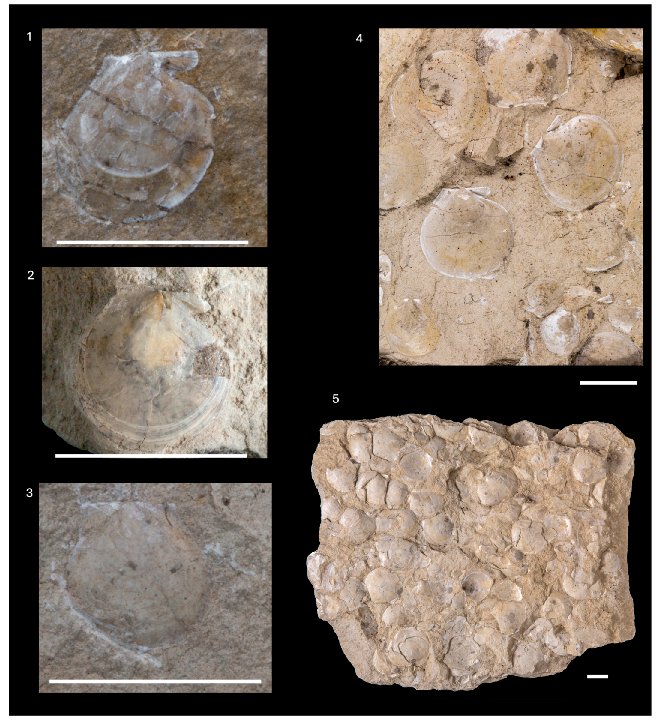 Diversity 16 00508 g011