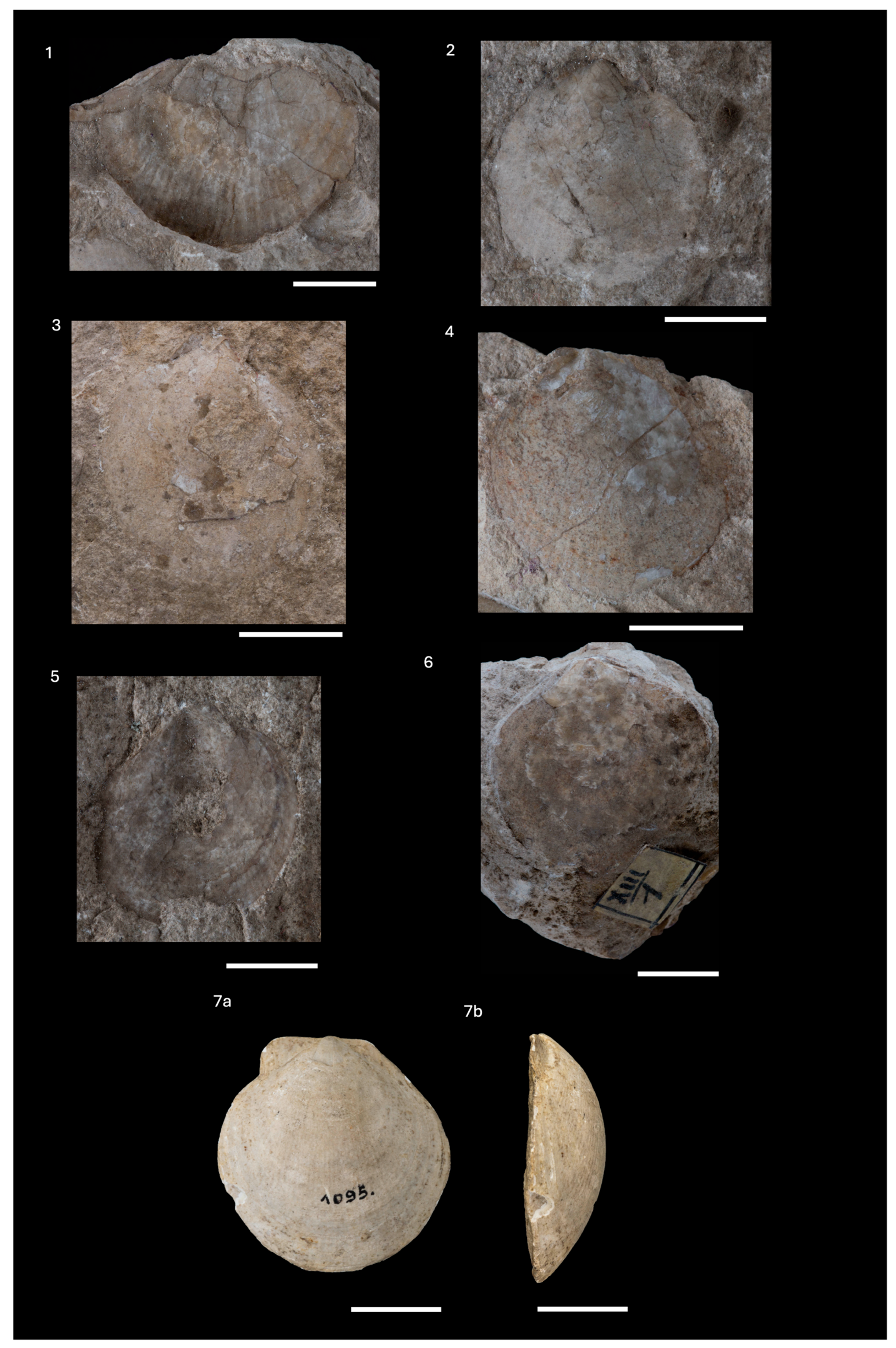 Diversity 16 00508 g012