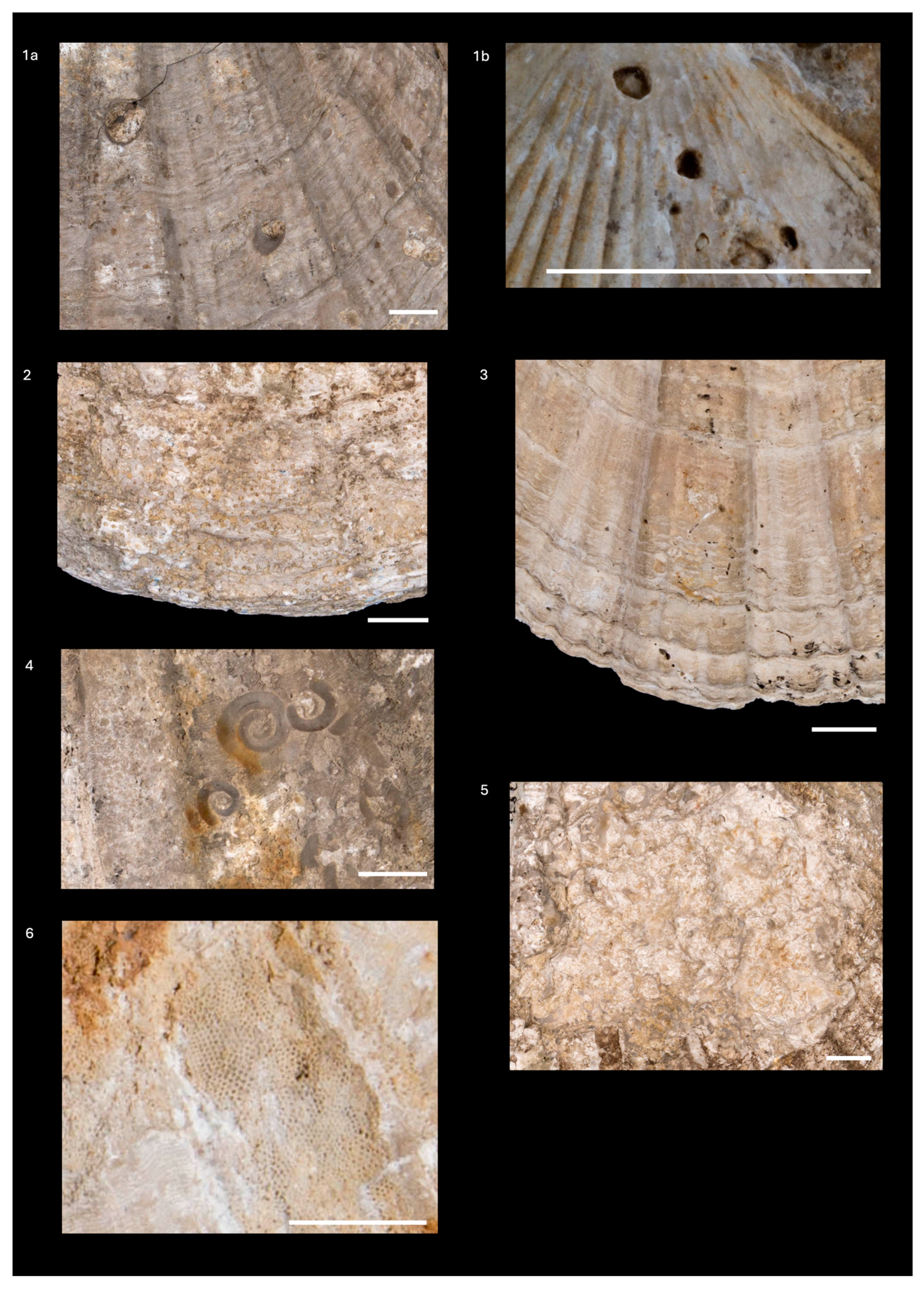 Diversity 16 00508 g015