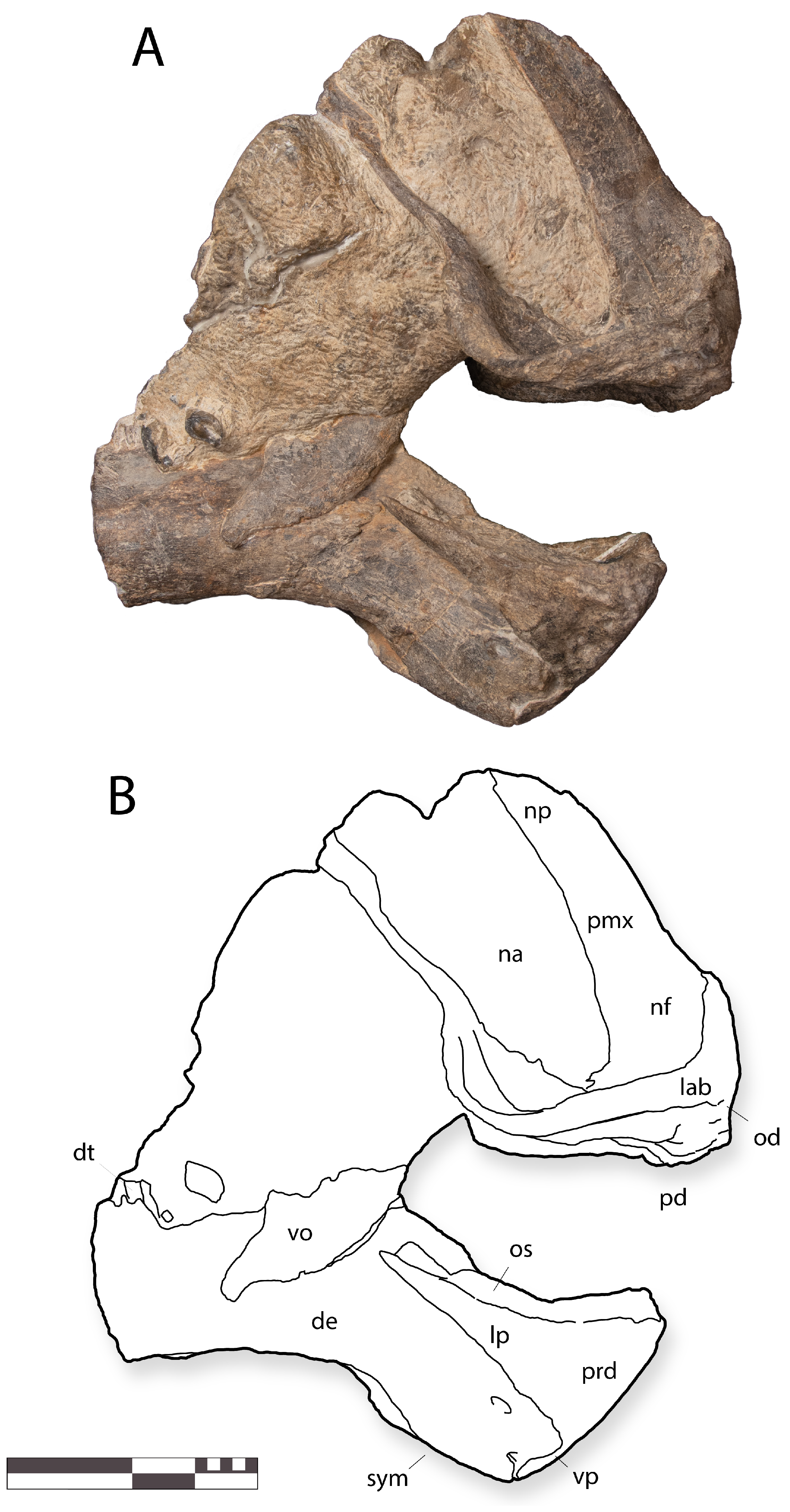 Diversity 16 00531 g007