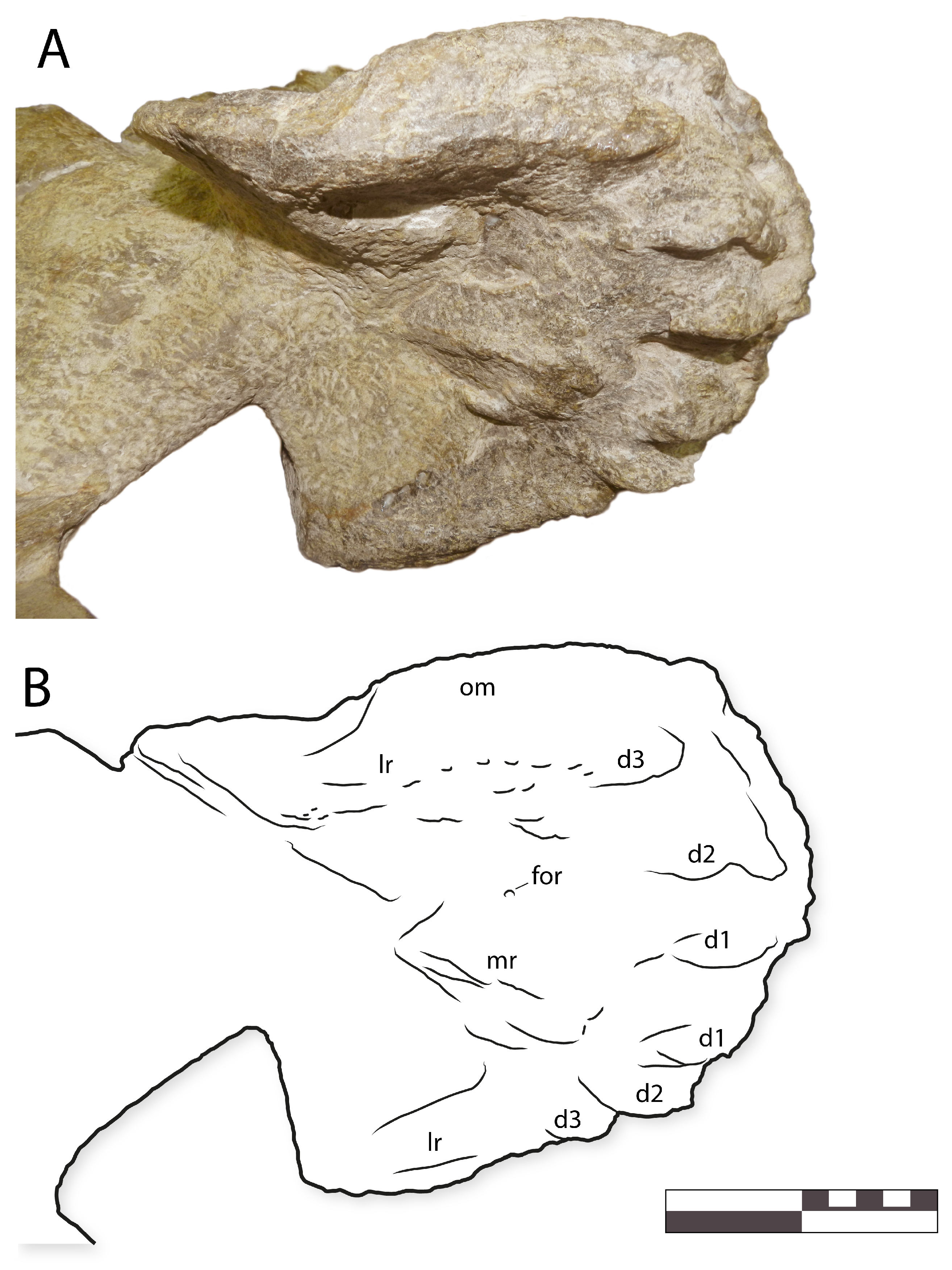 Diversity 16 00531 g010