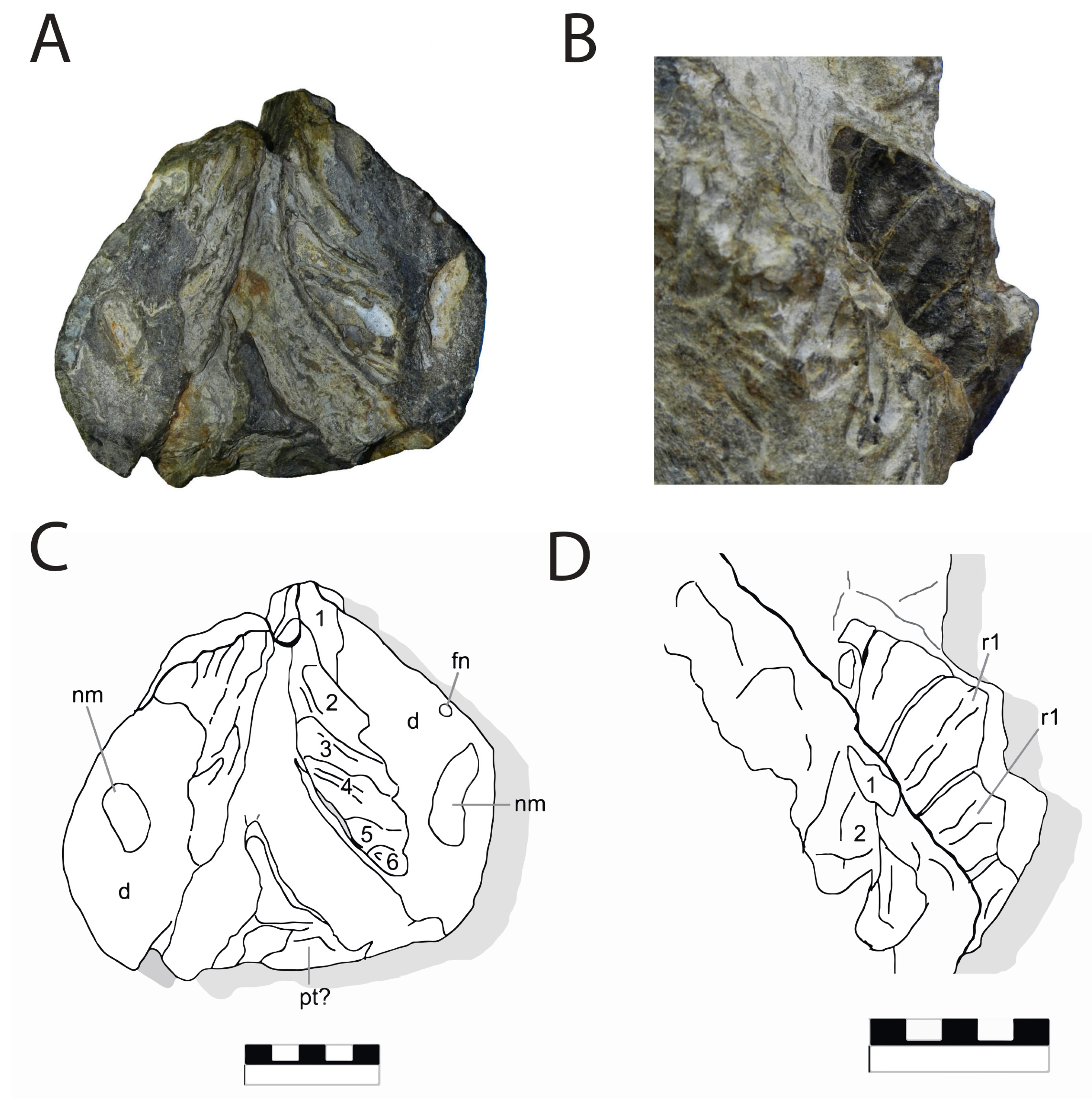 Diversity 16 00531 g013