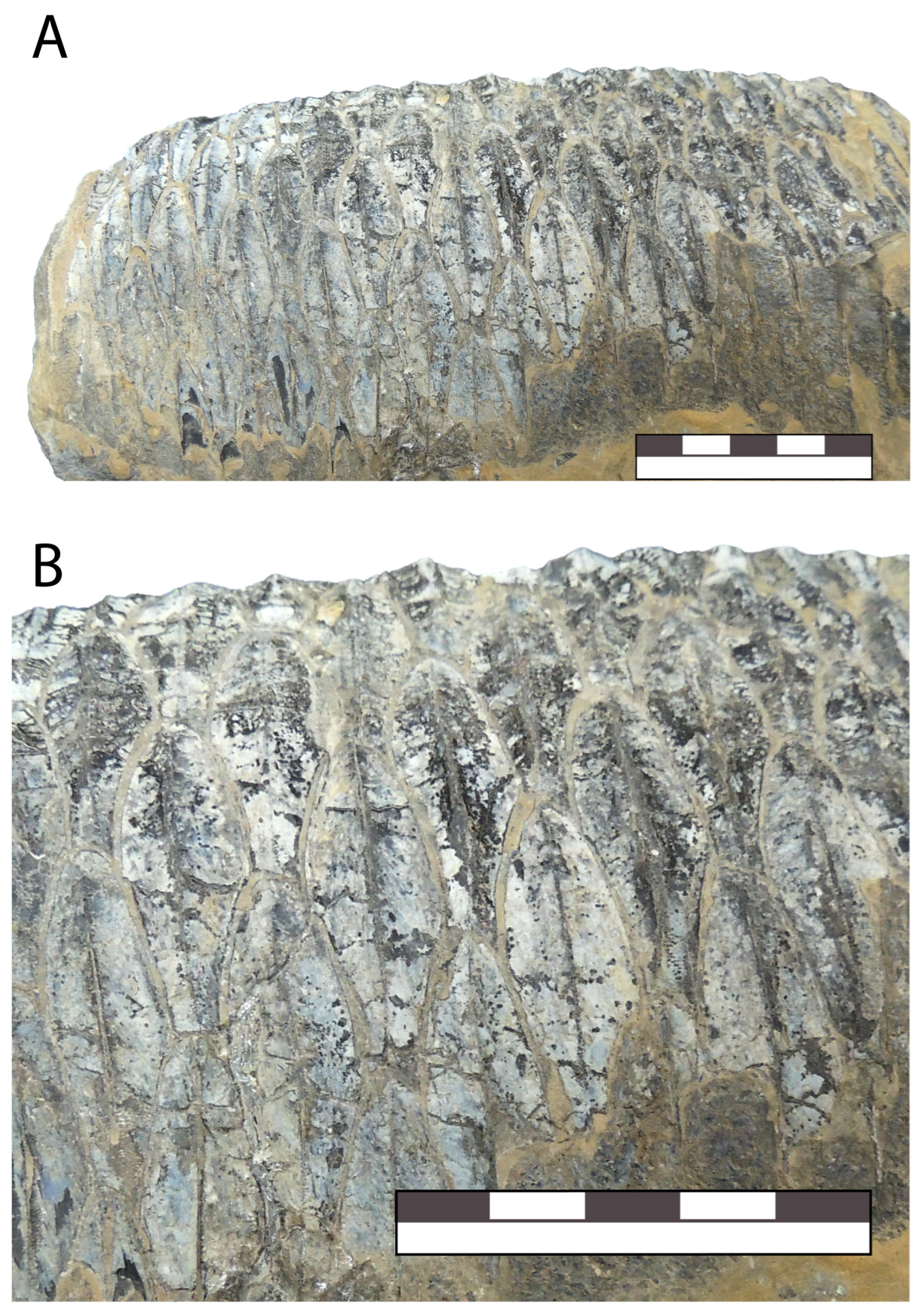 Diversity 16 00531 g016