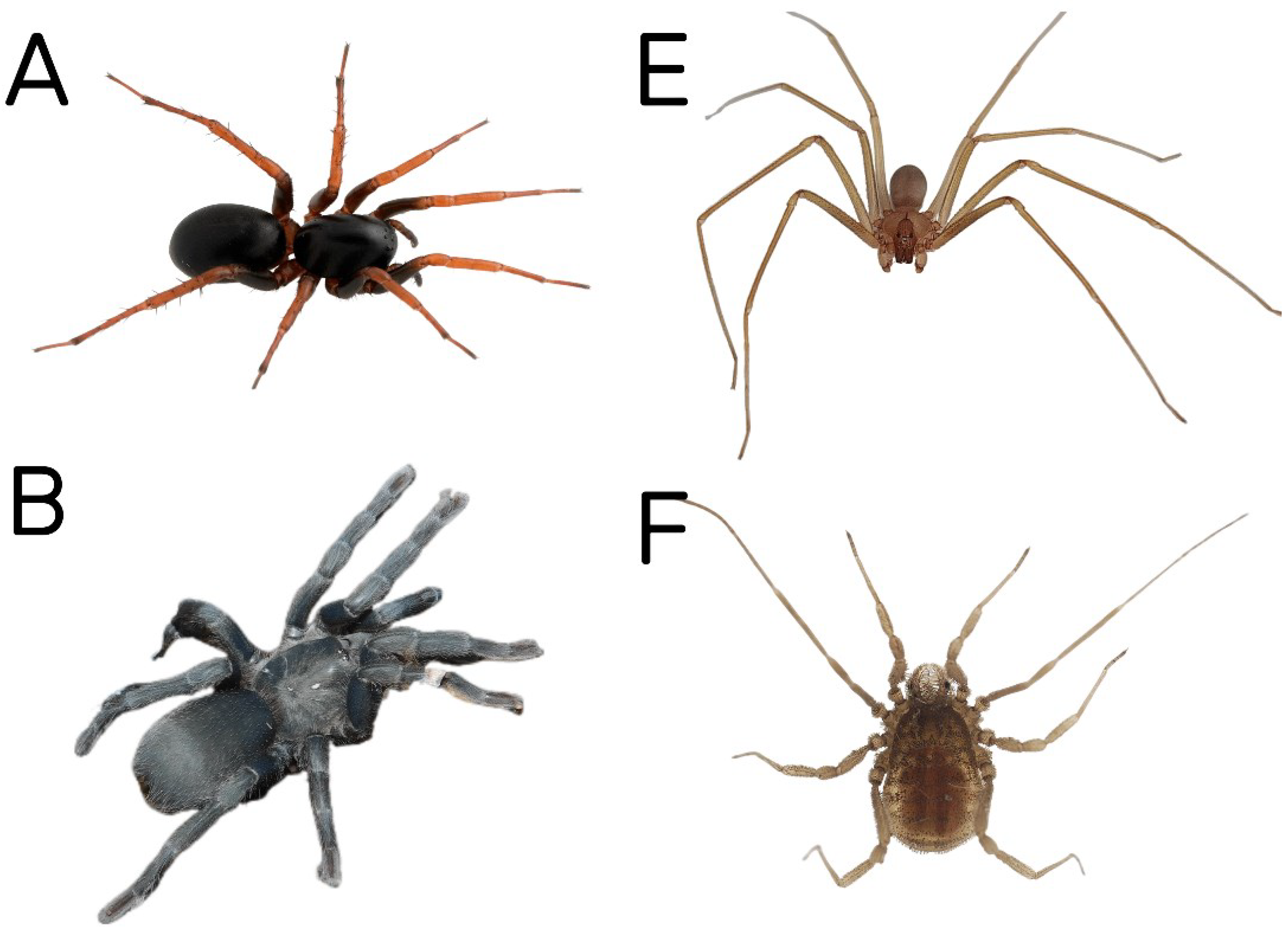 Diversity 16 00540 g006a