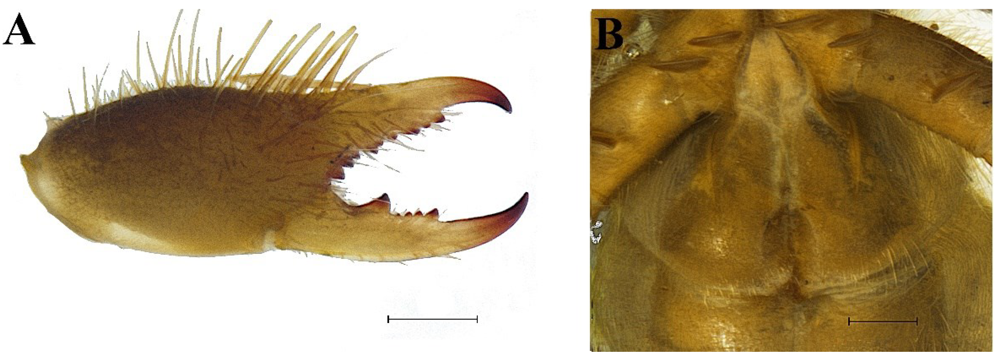 Diversity 16 00540 g010