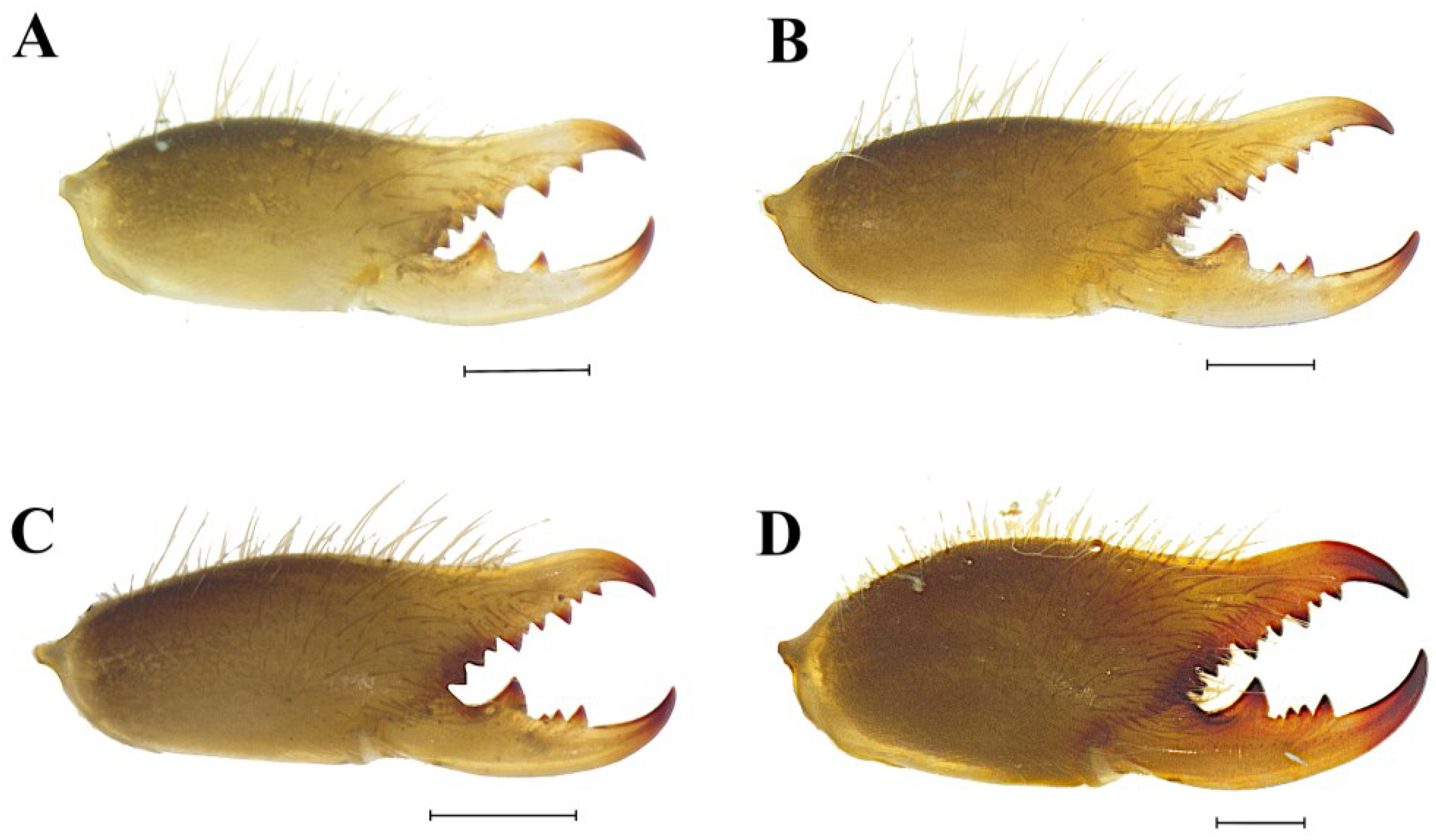 Diversity 16 00540 g011