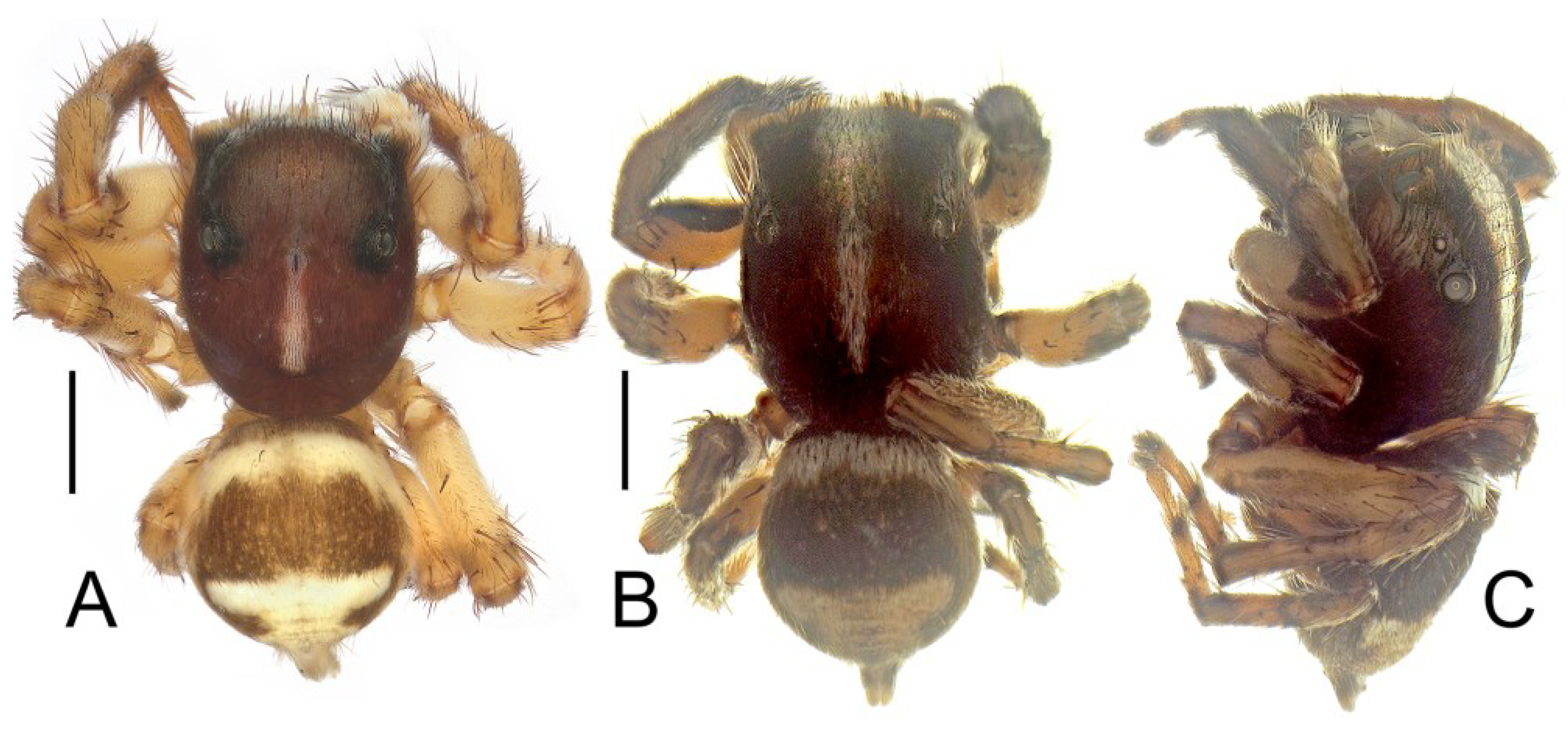 Diversity 16 00540 g016