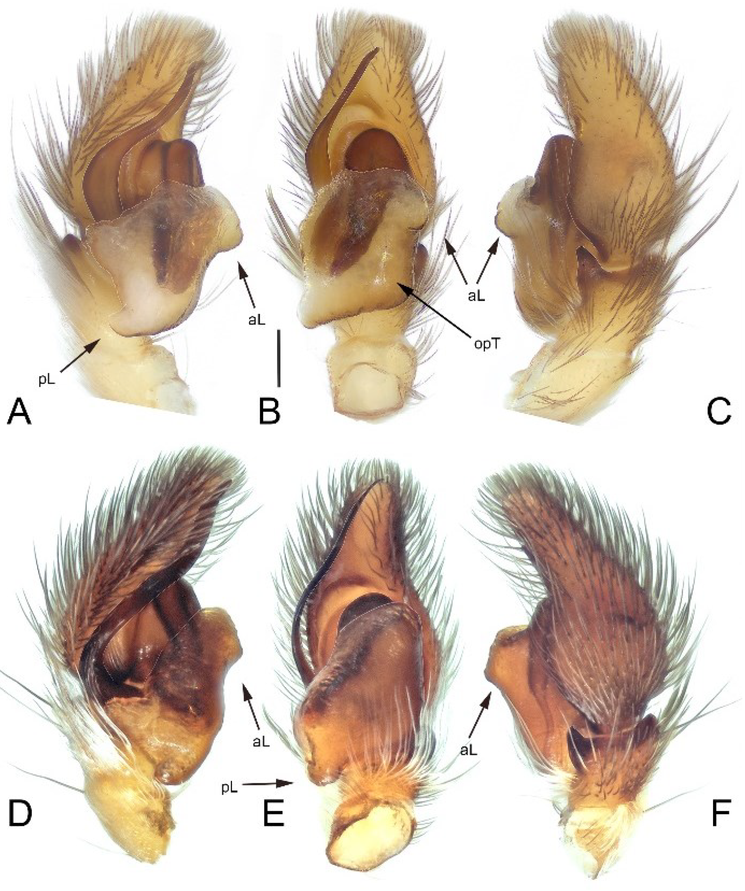 Diversity 16 00540 g017