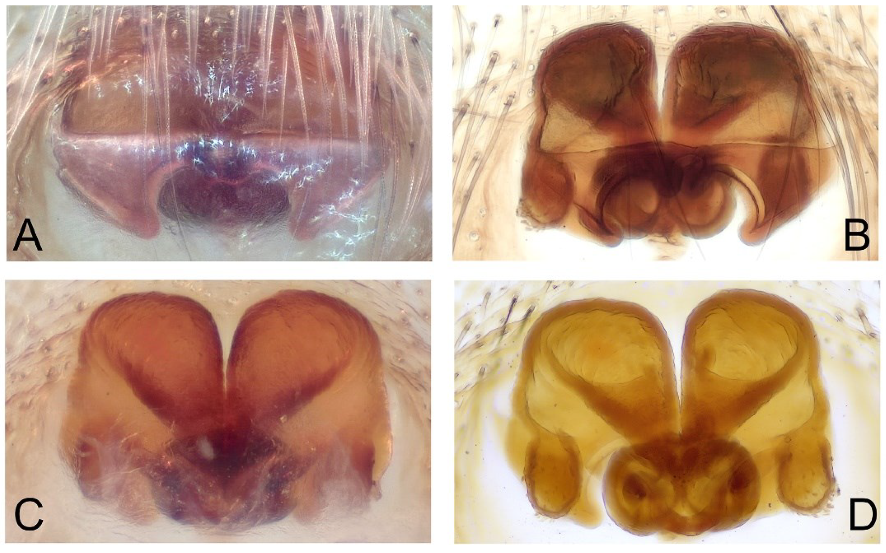 Diversity 16 00540 g019