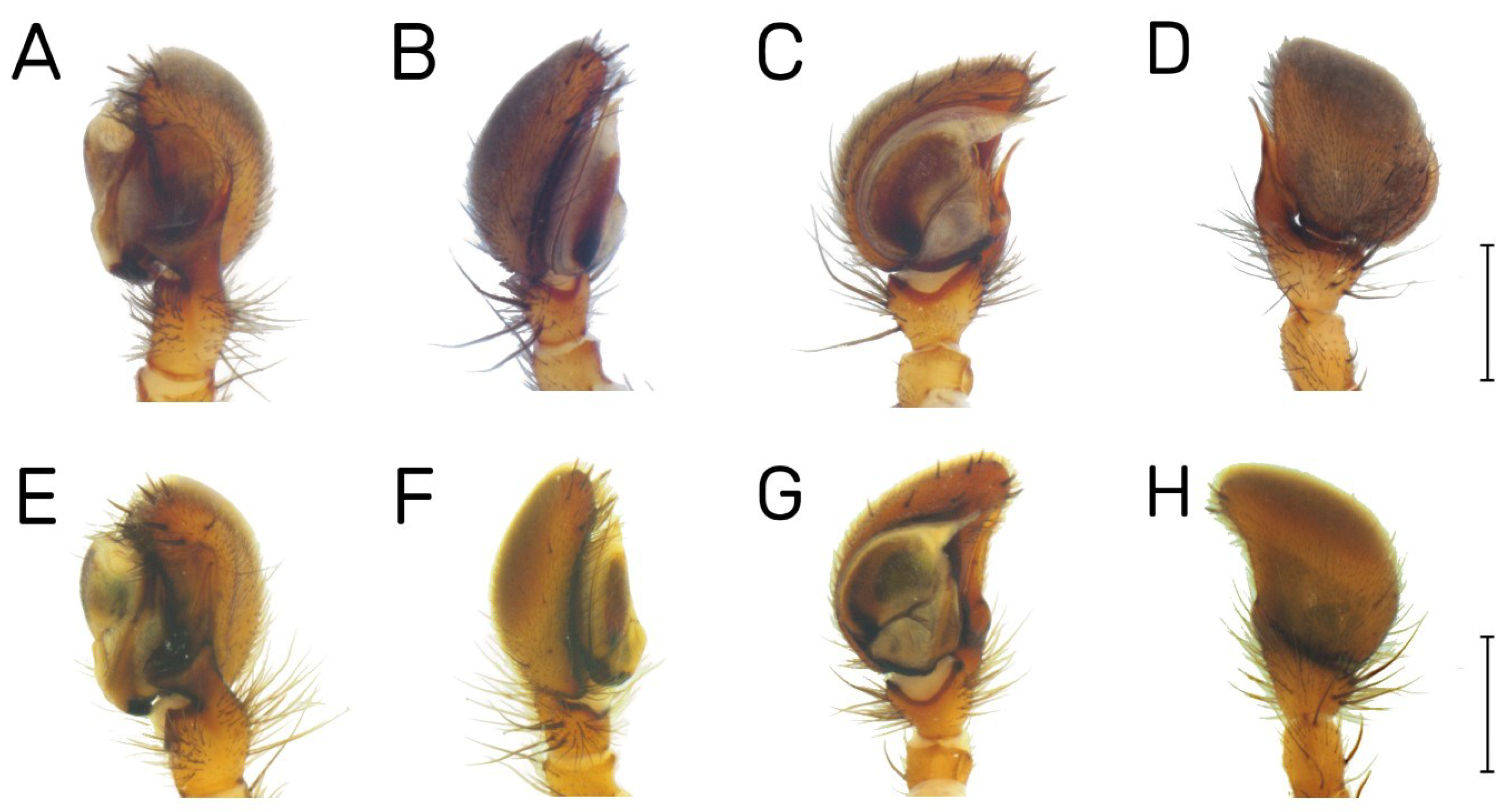 Diversity 16 00540 g024