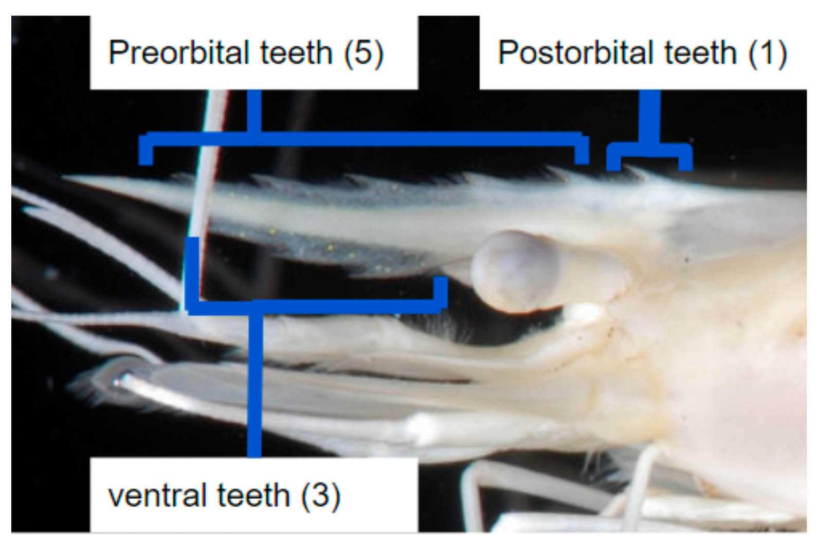 Diversity 16 00543 g001