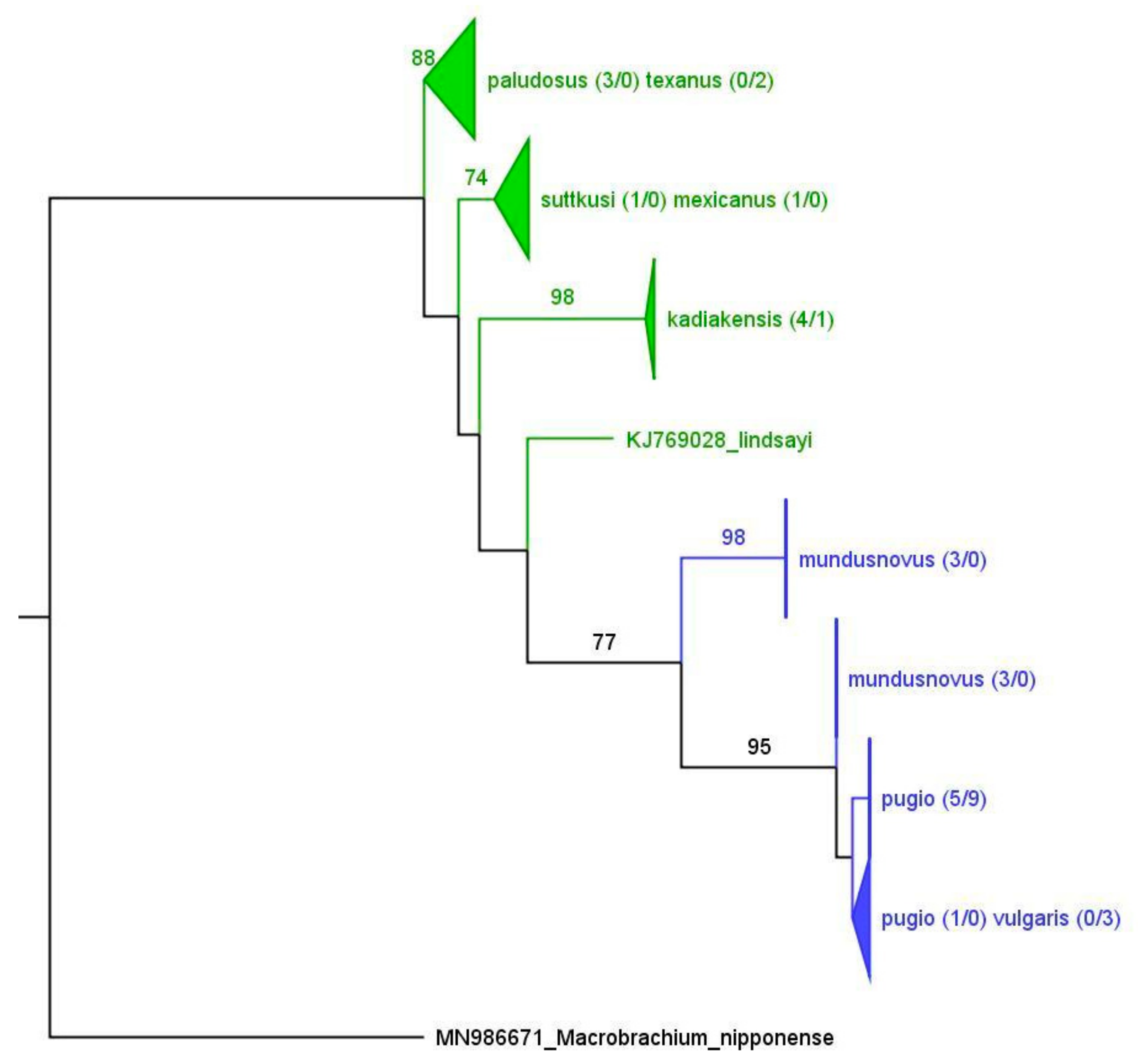 Diversity 16 00543 g005
