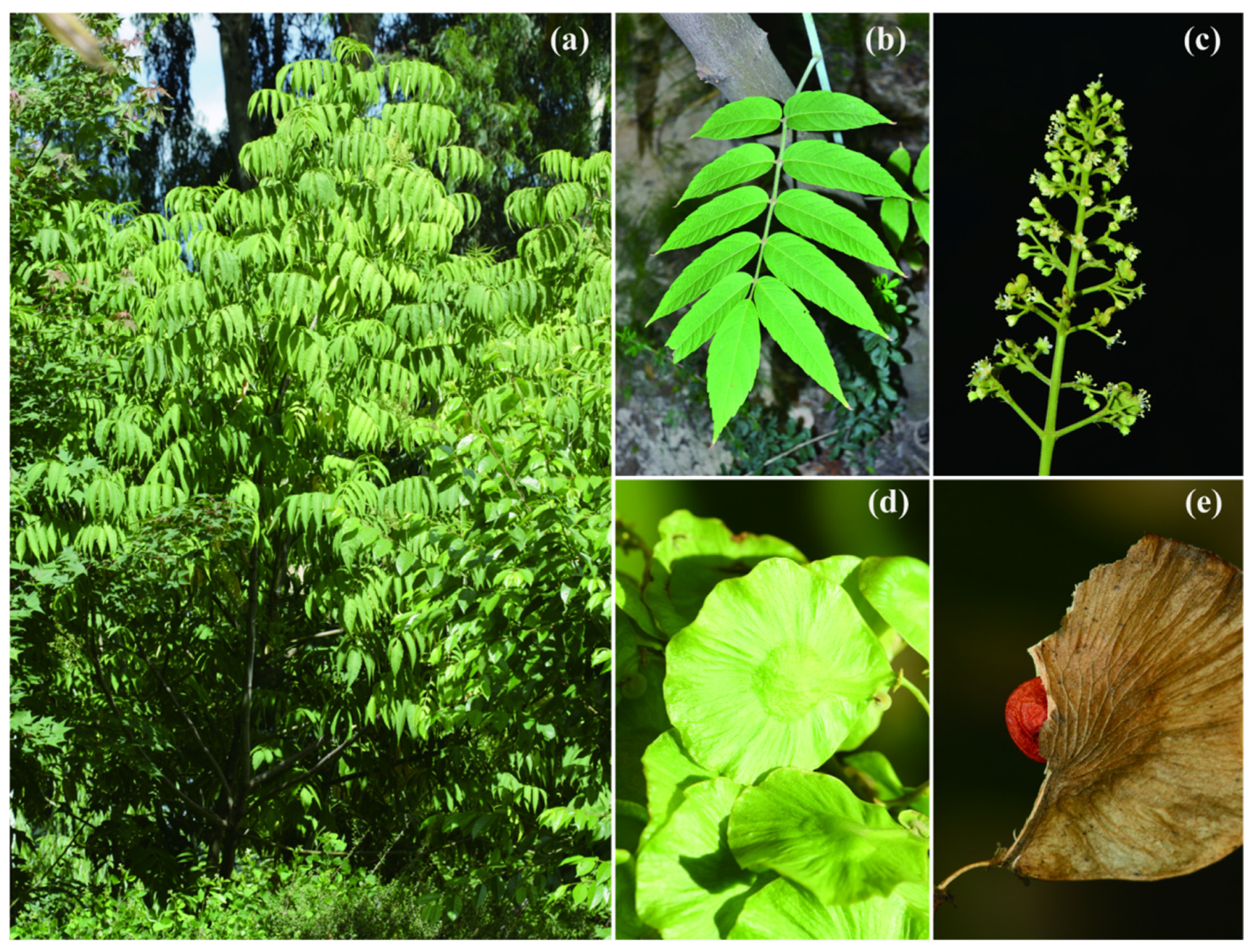 Diversity 16 00545 g001