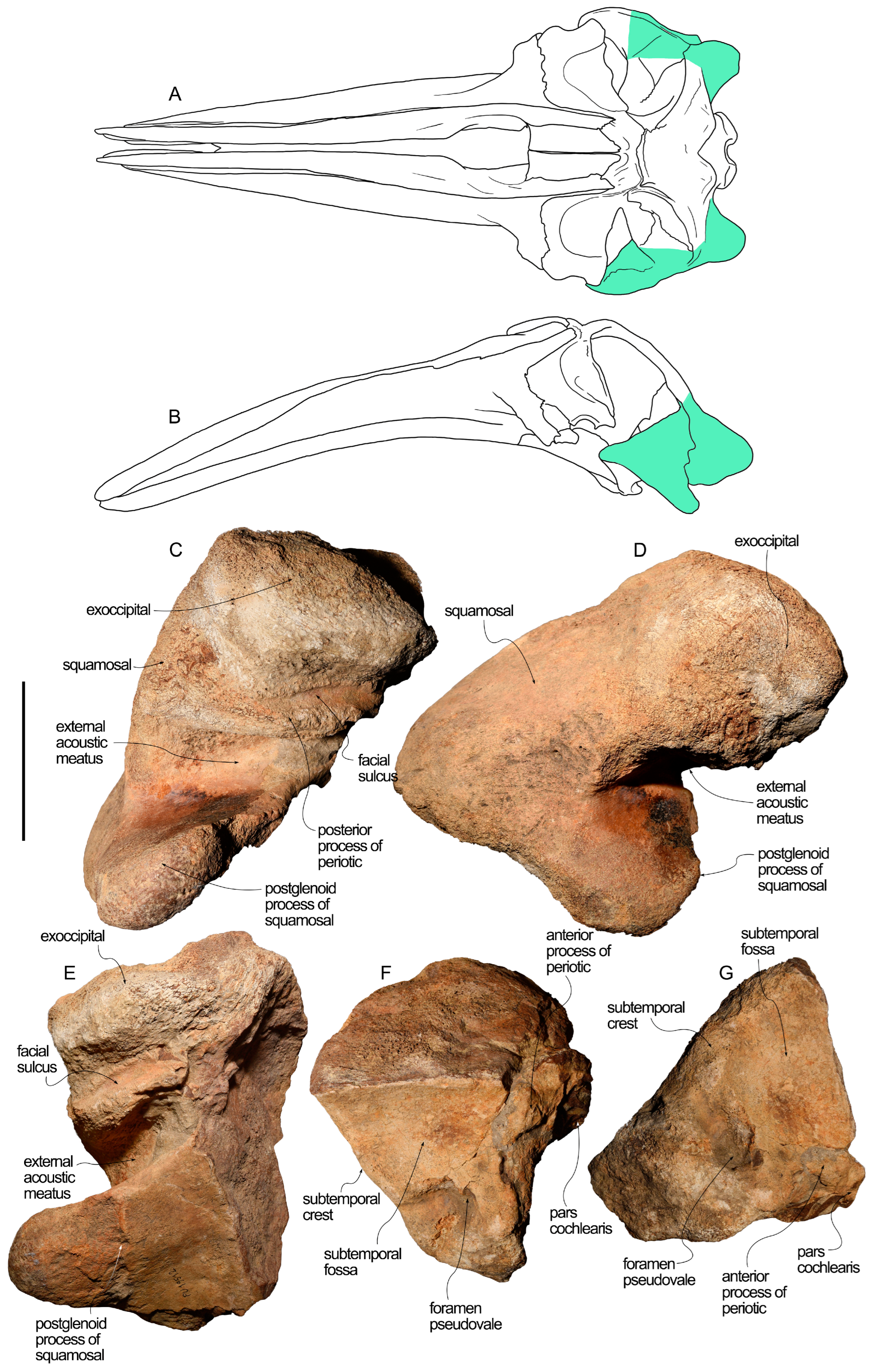 Diversity 16 00547 g002