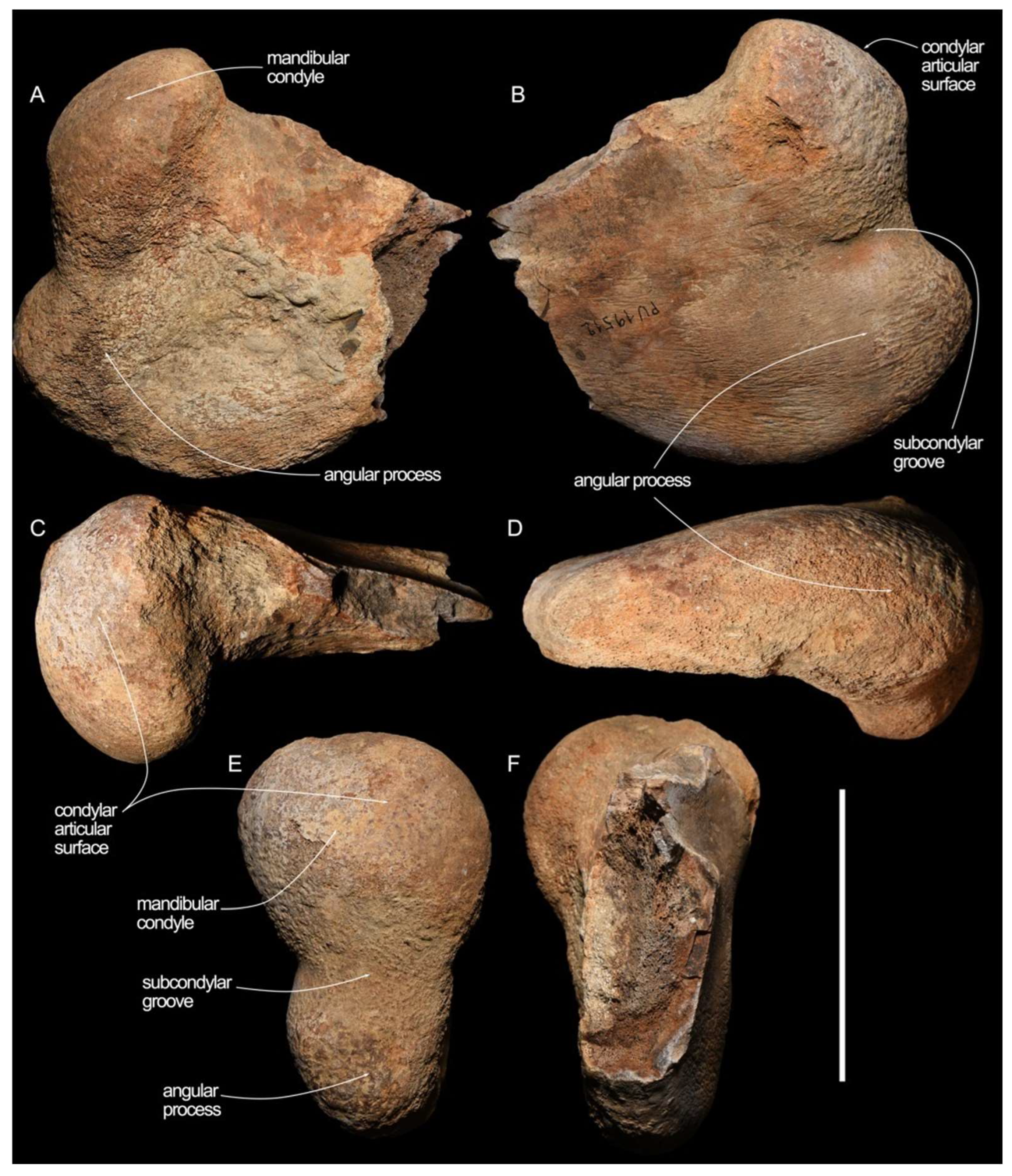 Diversity 16 00547 g009