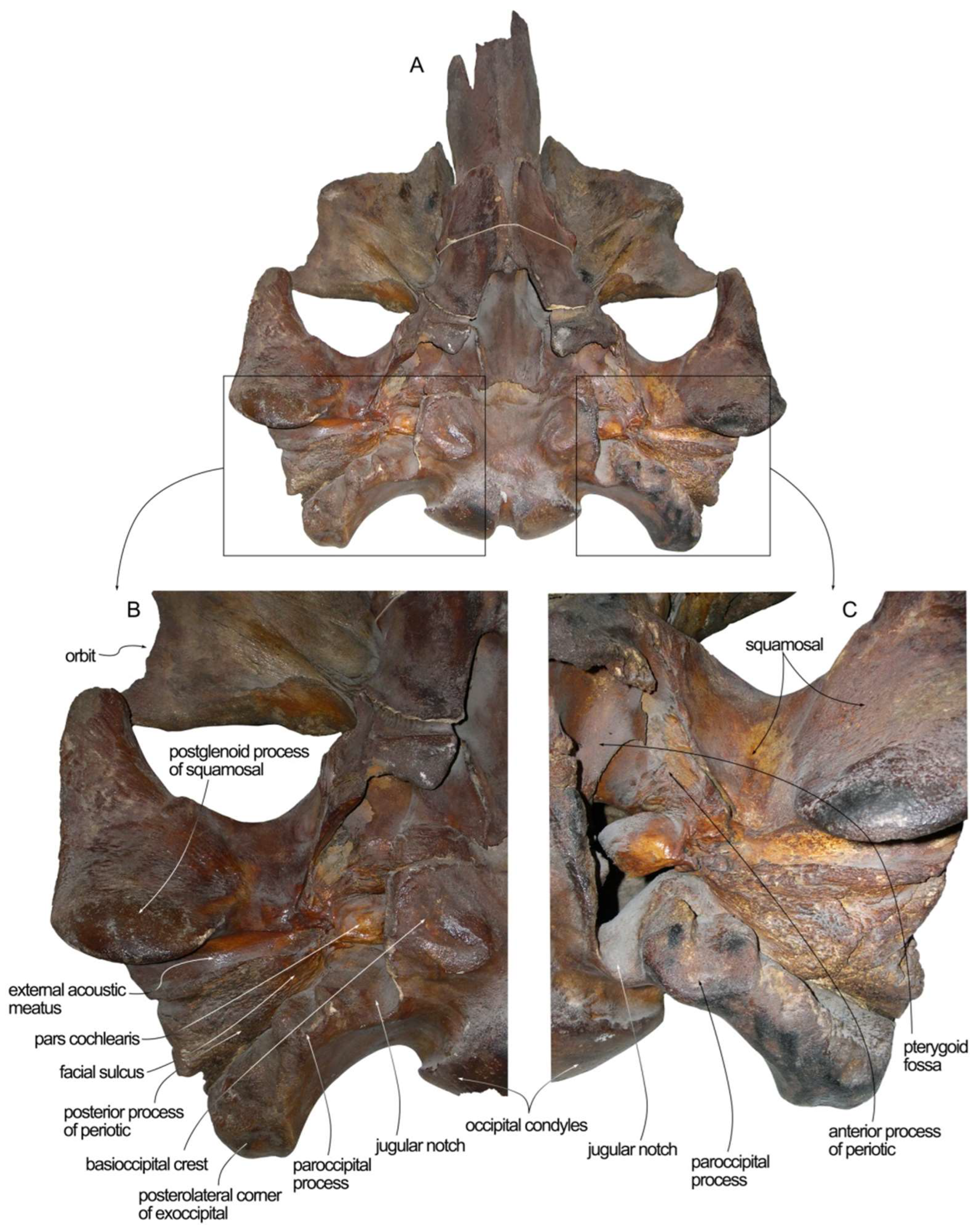 Diversity 16 00547 g010