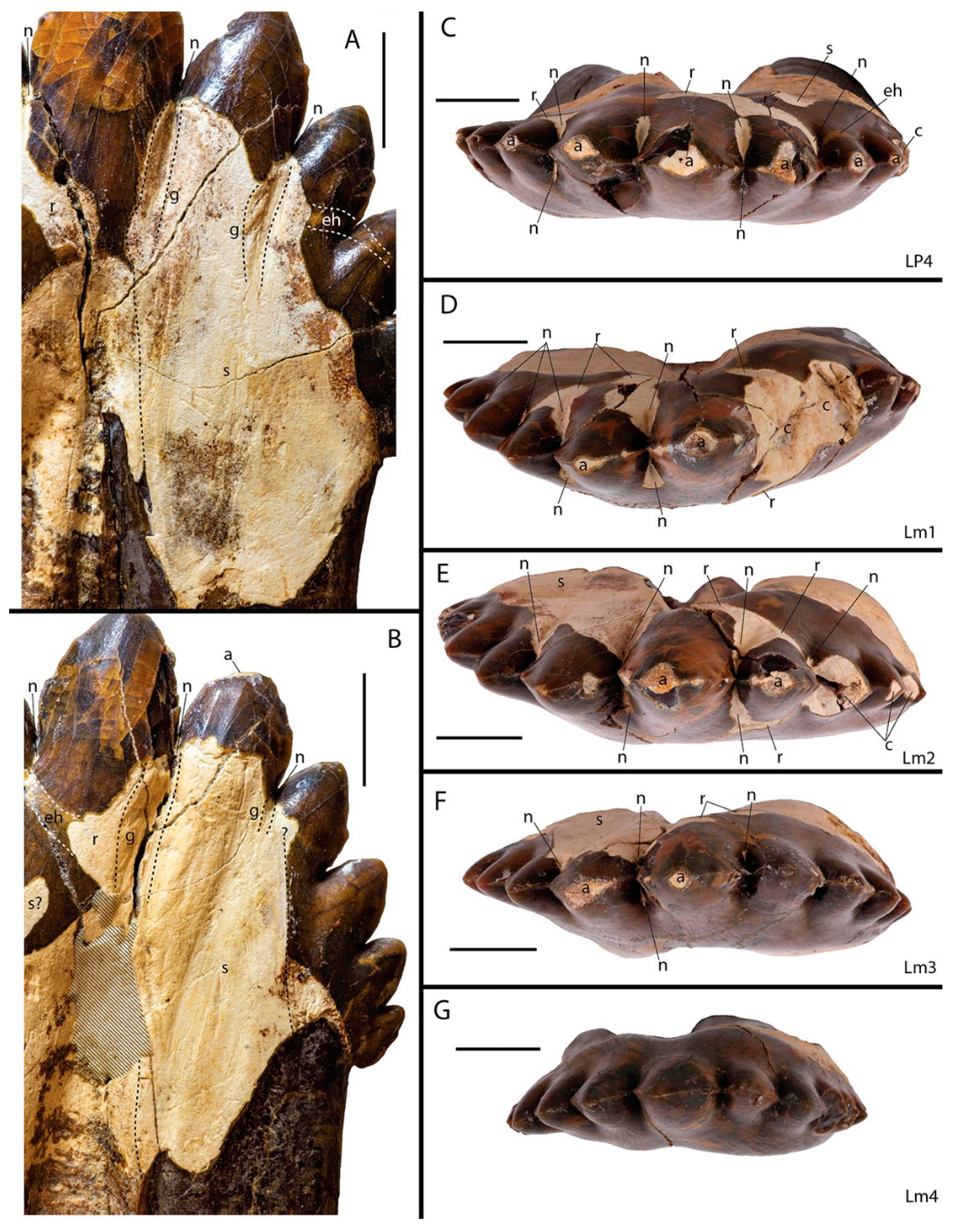 Diversity 16 00549 g001 Diversity 16 00549 g001