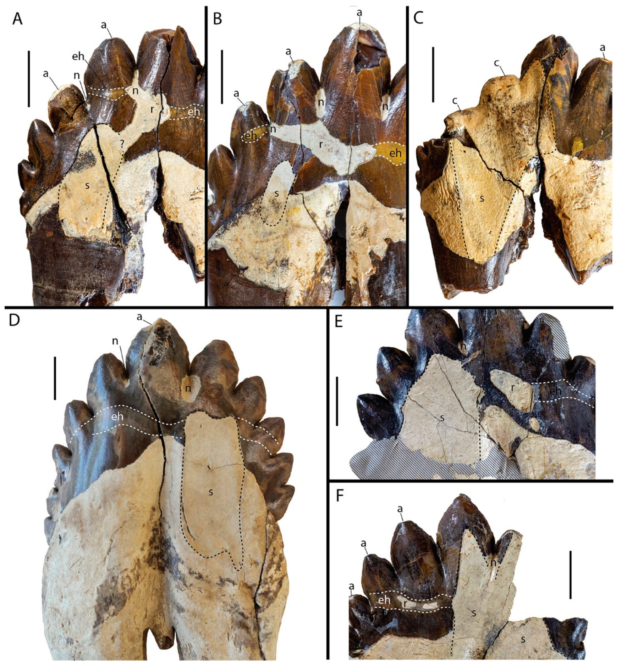 Diversity 16 00549 g002 Diversity 16 00549 g002