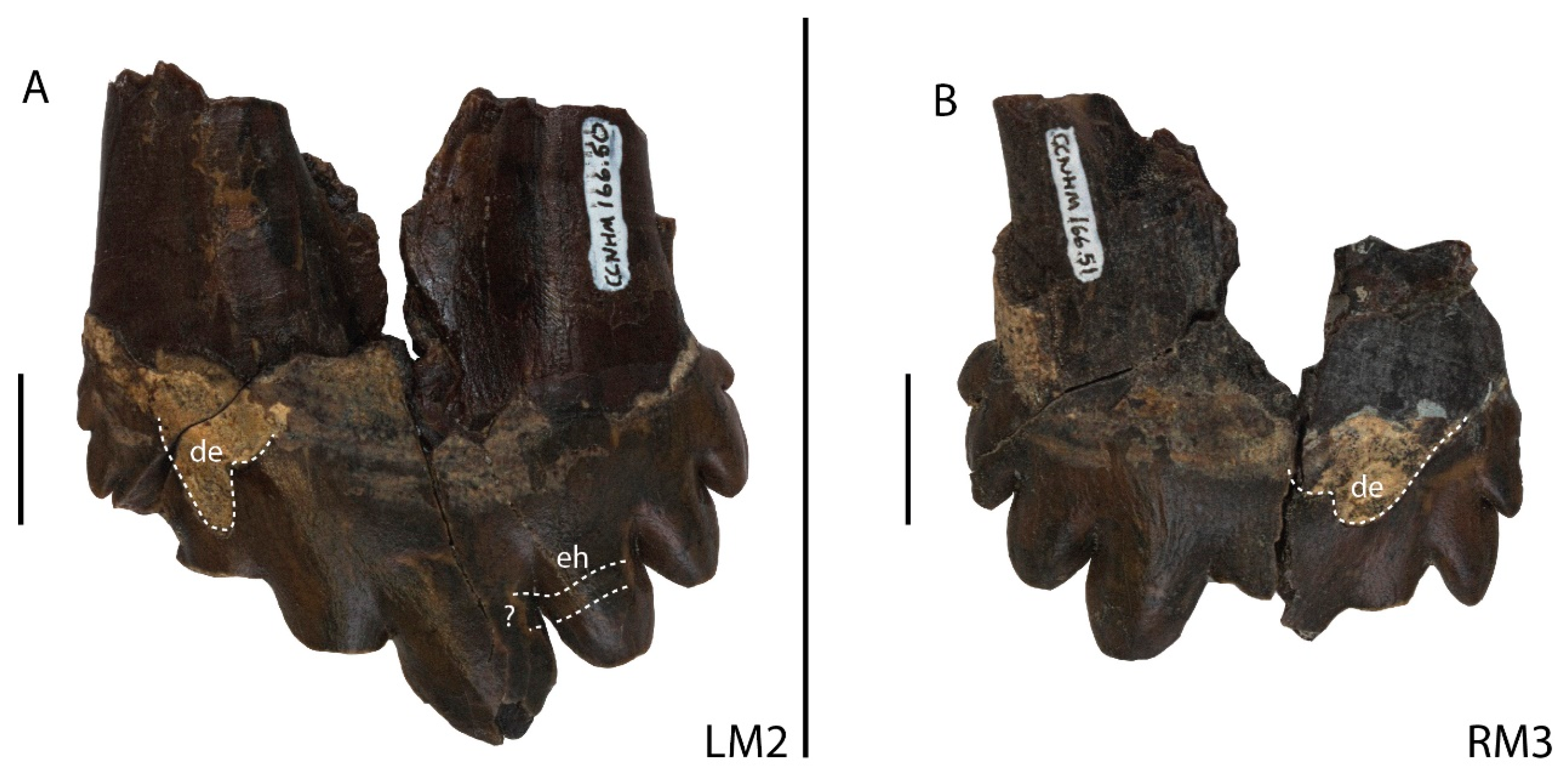 Diversity 16 00549 g003 Diversity 16 00549 g003