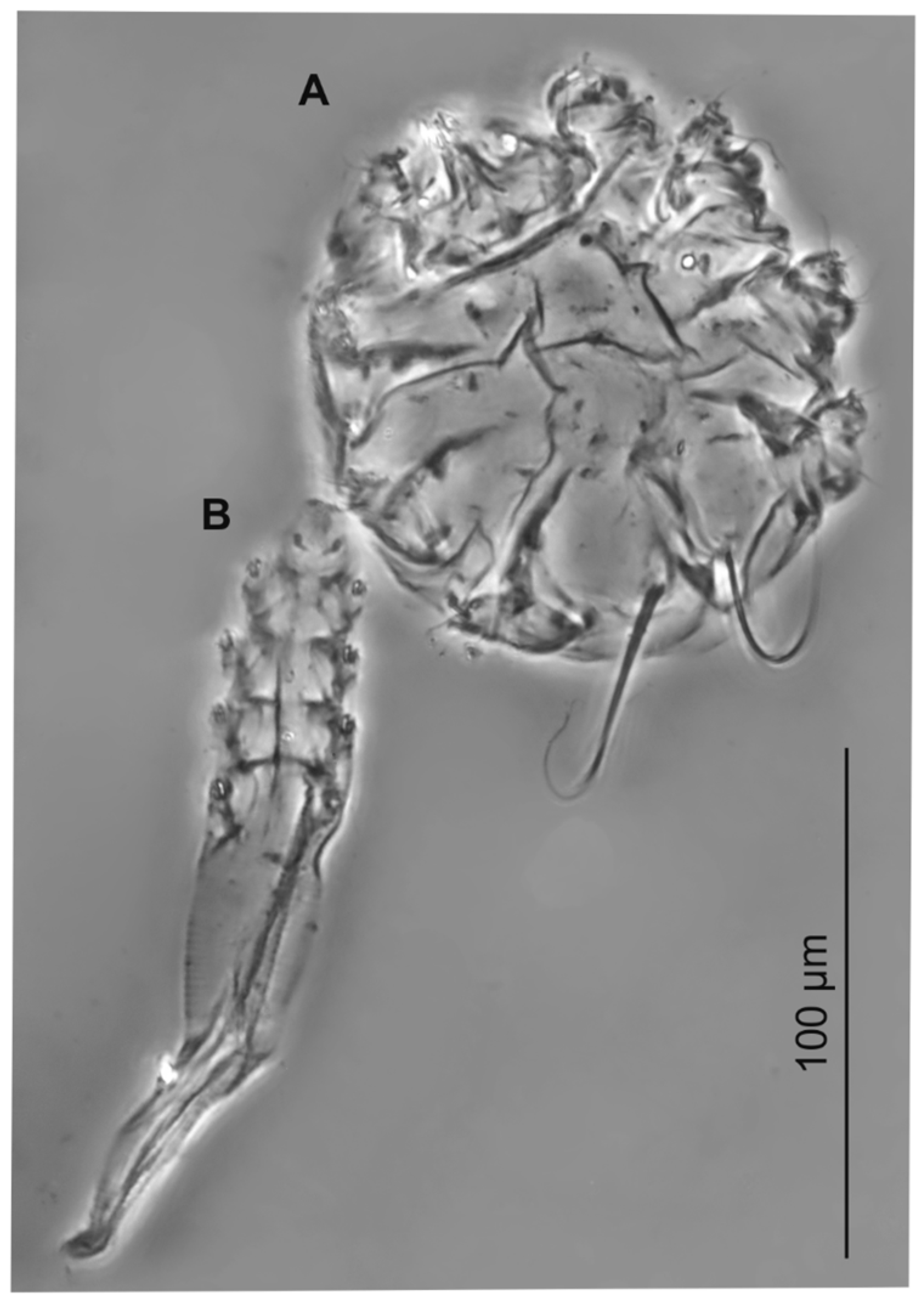 Diversity 16 00550 g006 Diversity 16 00550 g006