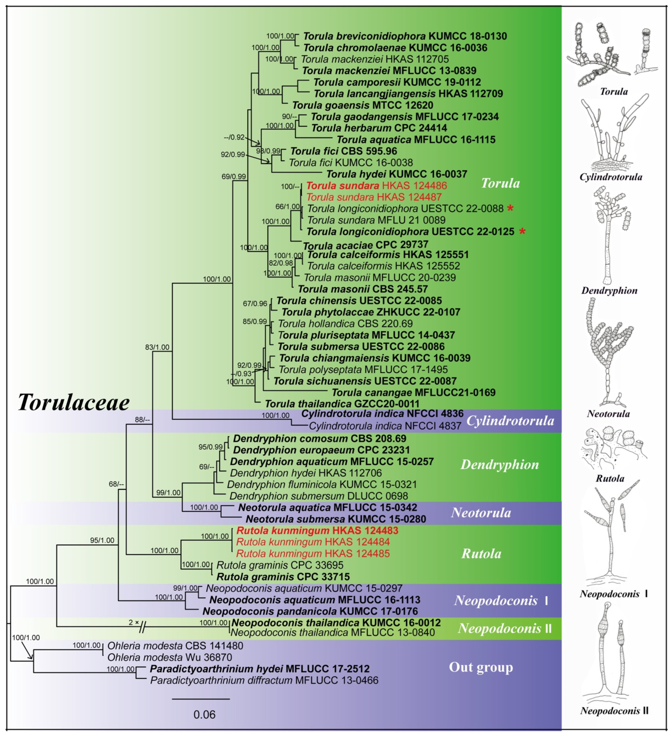 Diversity 16 00551 g002