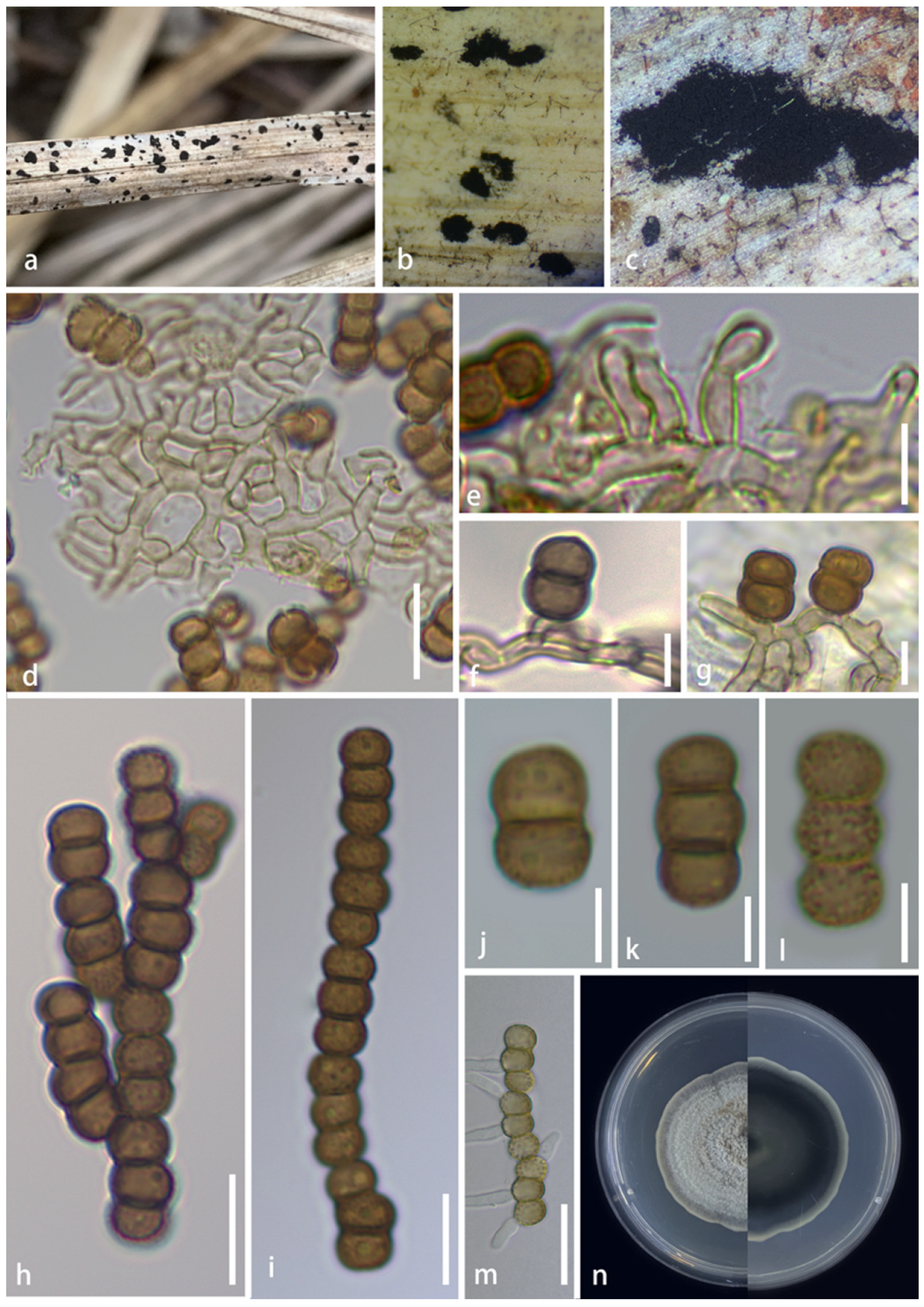 Diversity 16 00551 g003