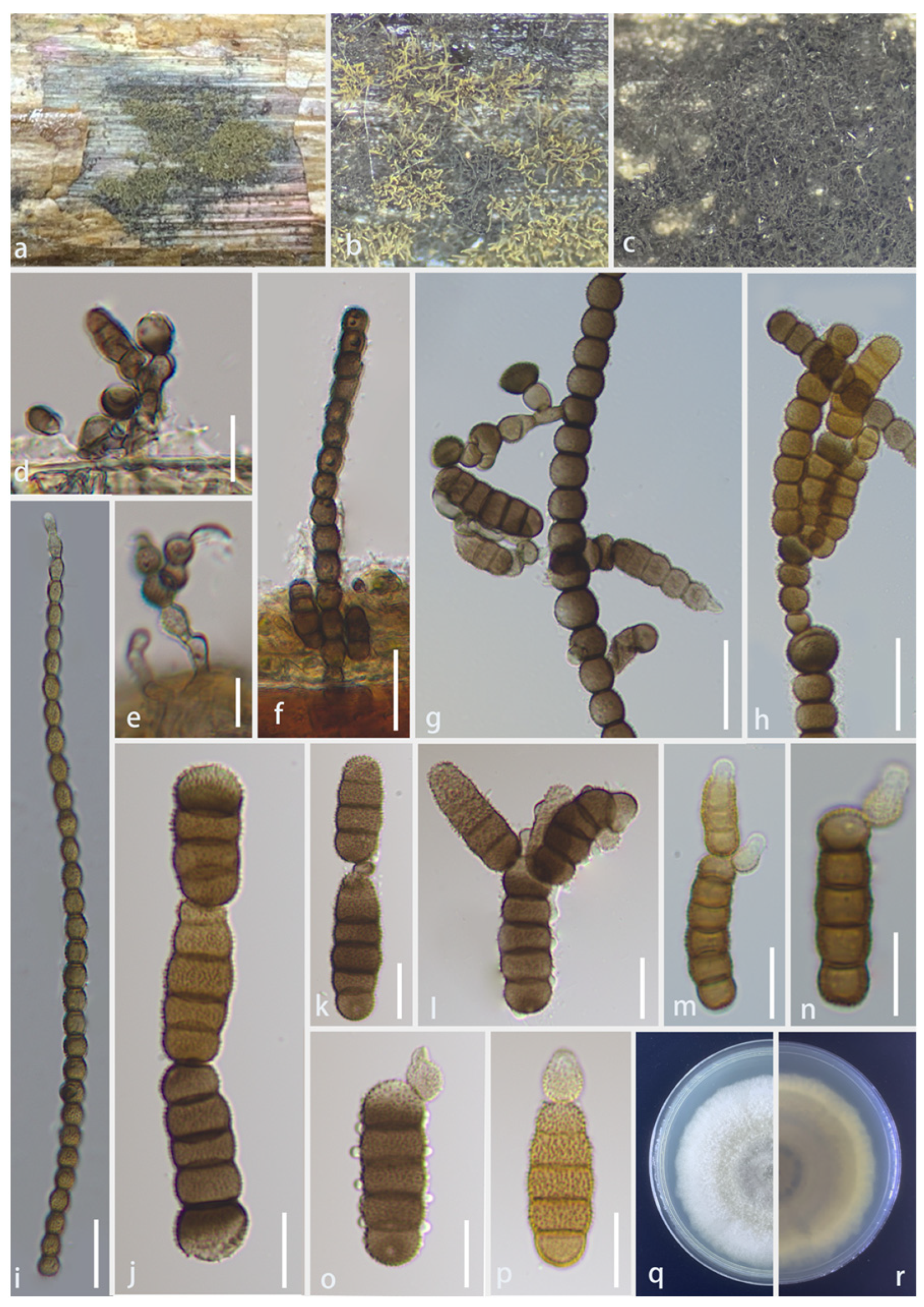 Diversity 16 00551 g004