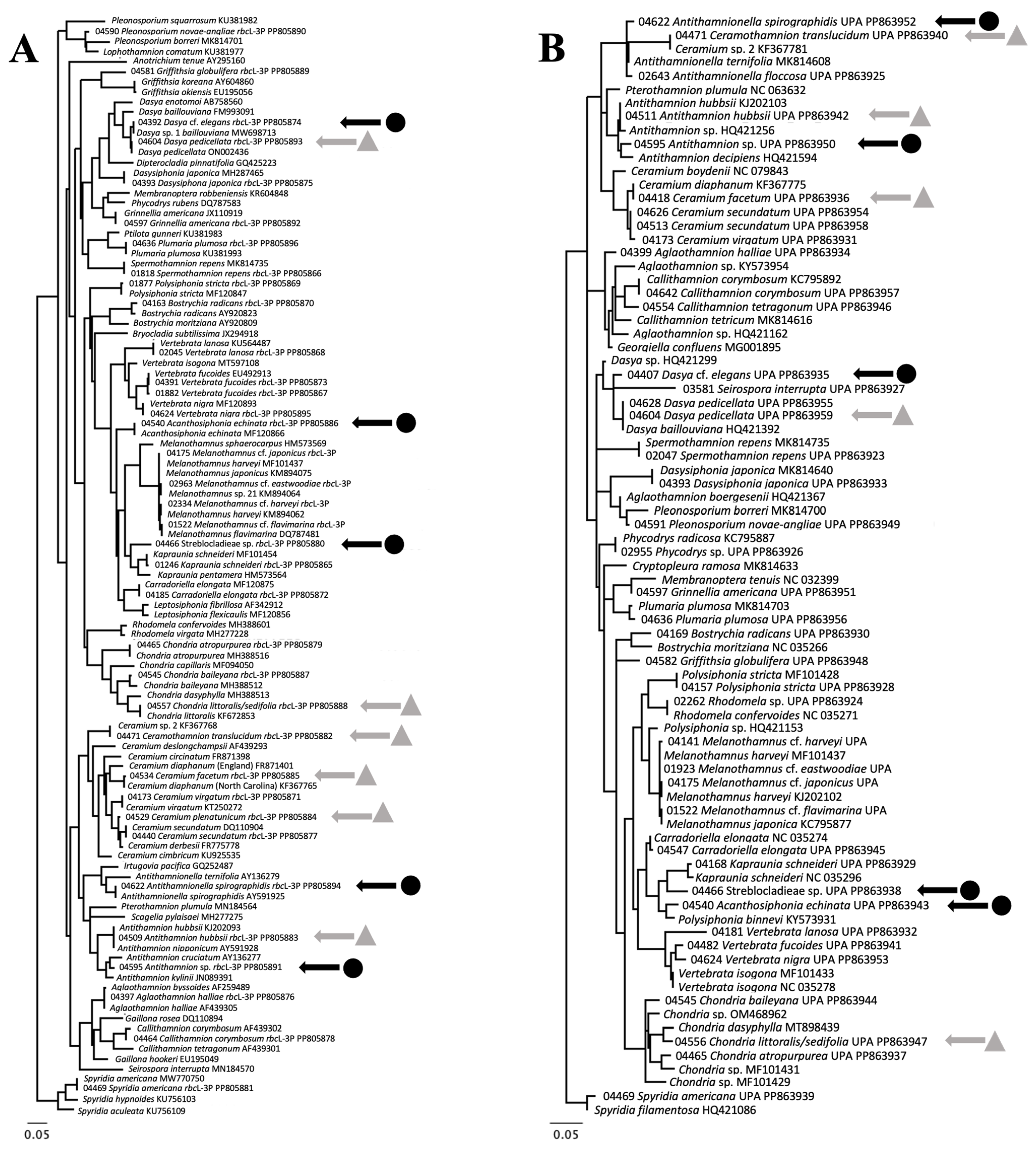 Diversity 16 00554 g004