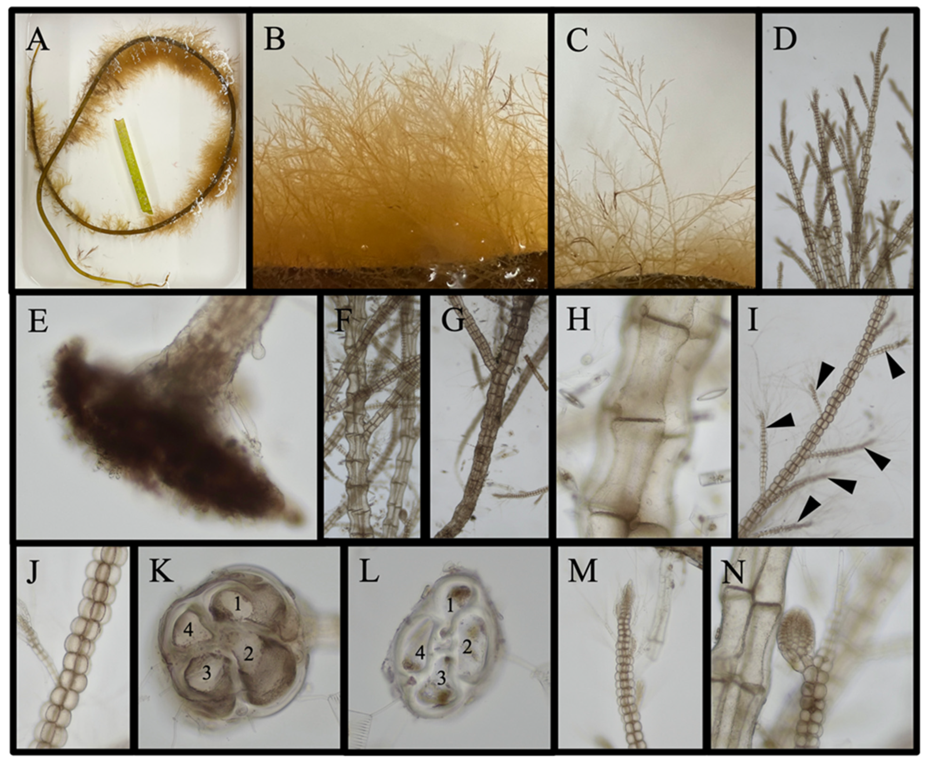 Diversity 16 00554 g006